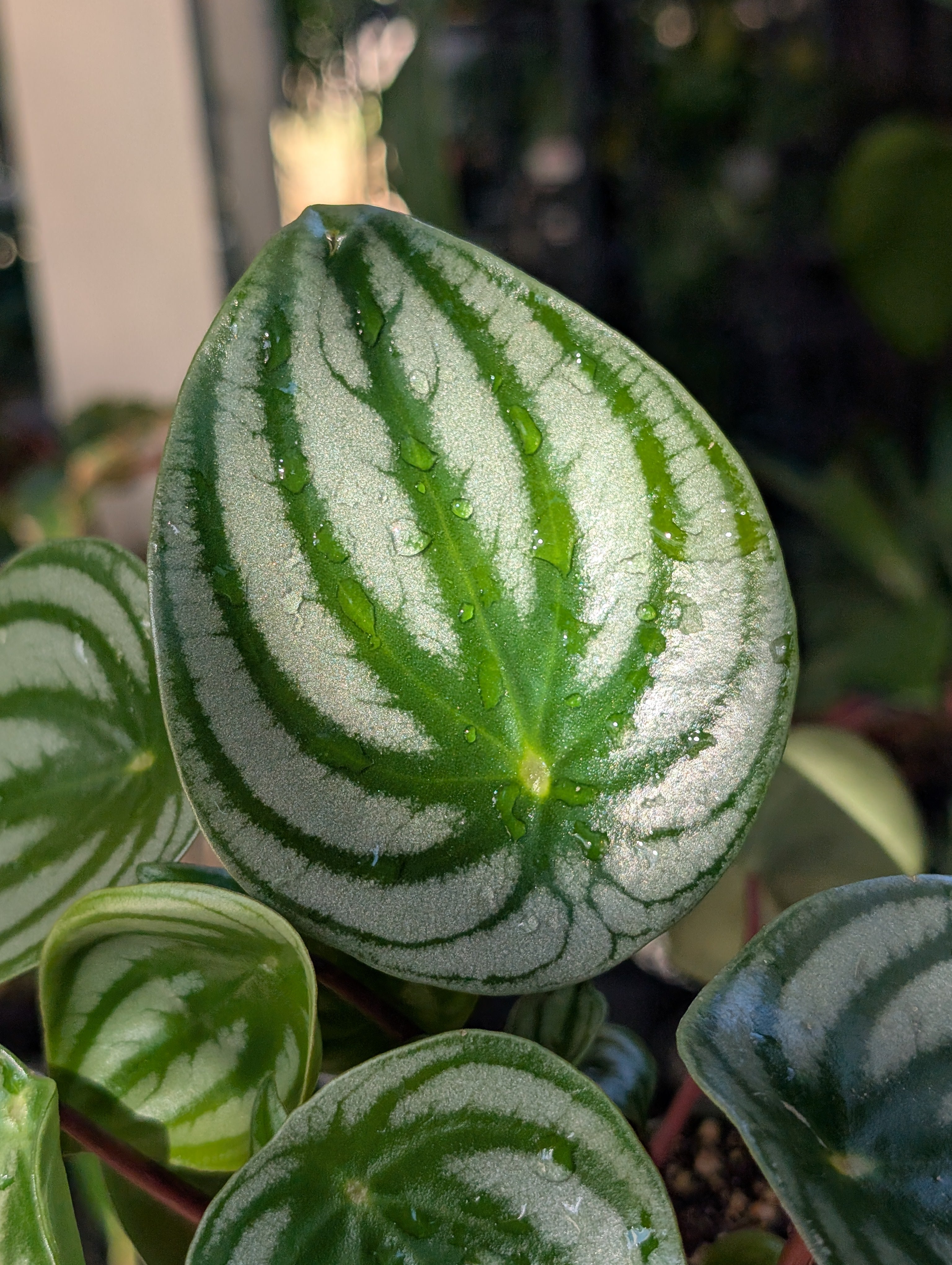 Peperomia watermelon 🍉 image 10