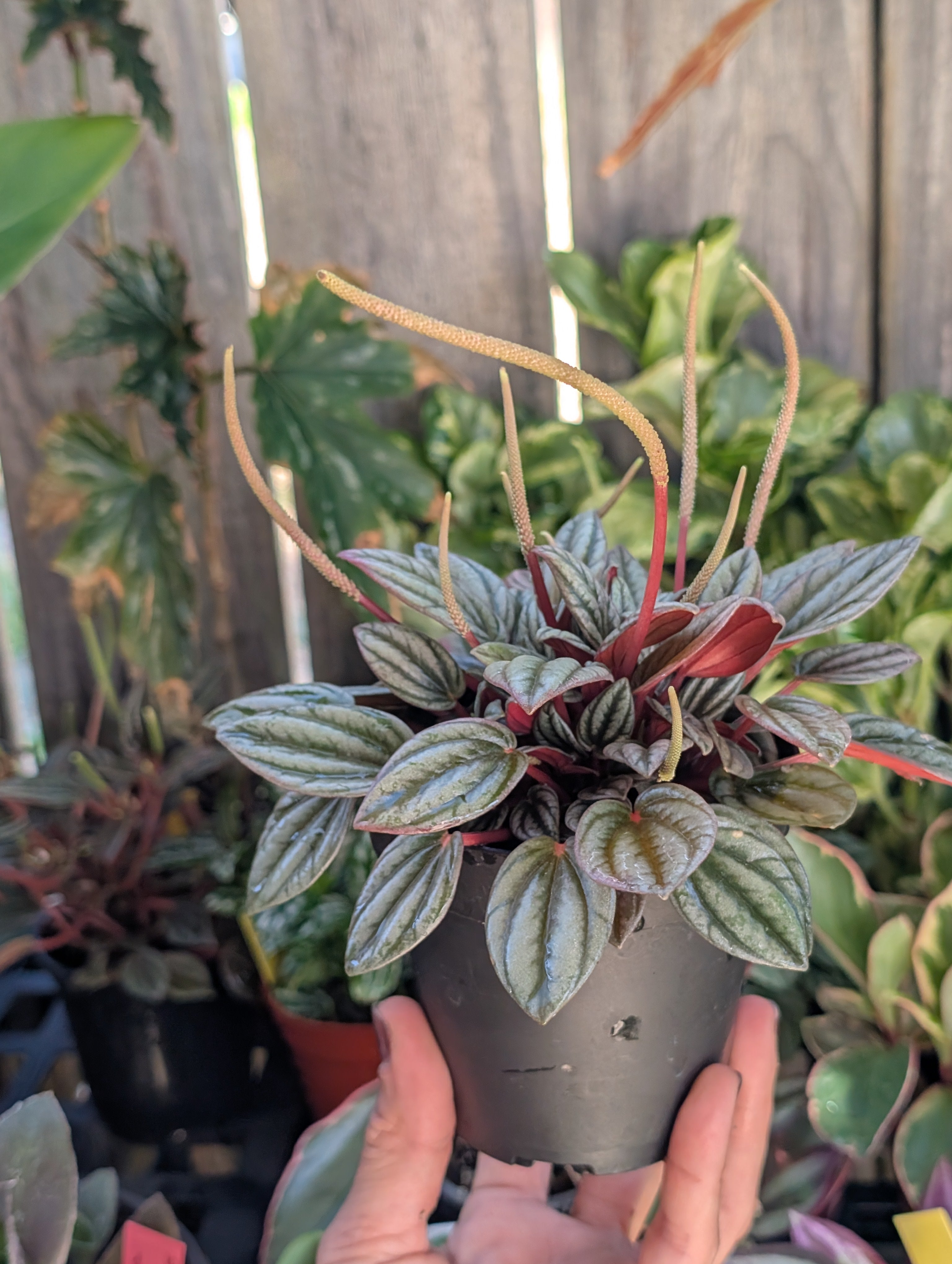Peperomia 'san marino' image 8