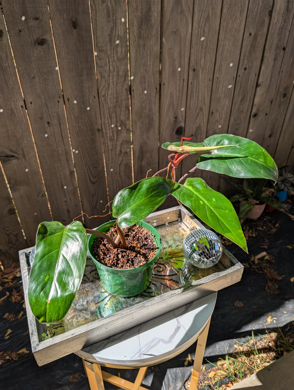 Philodendron 'red emerald' ❣️ image 1