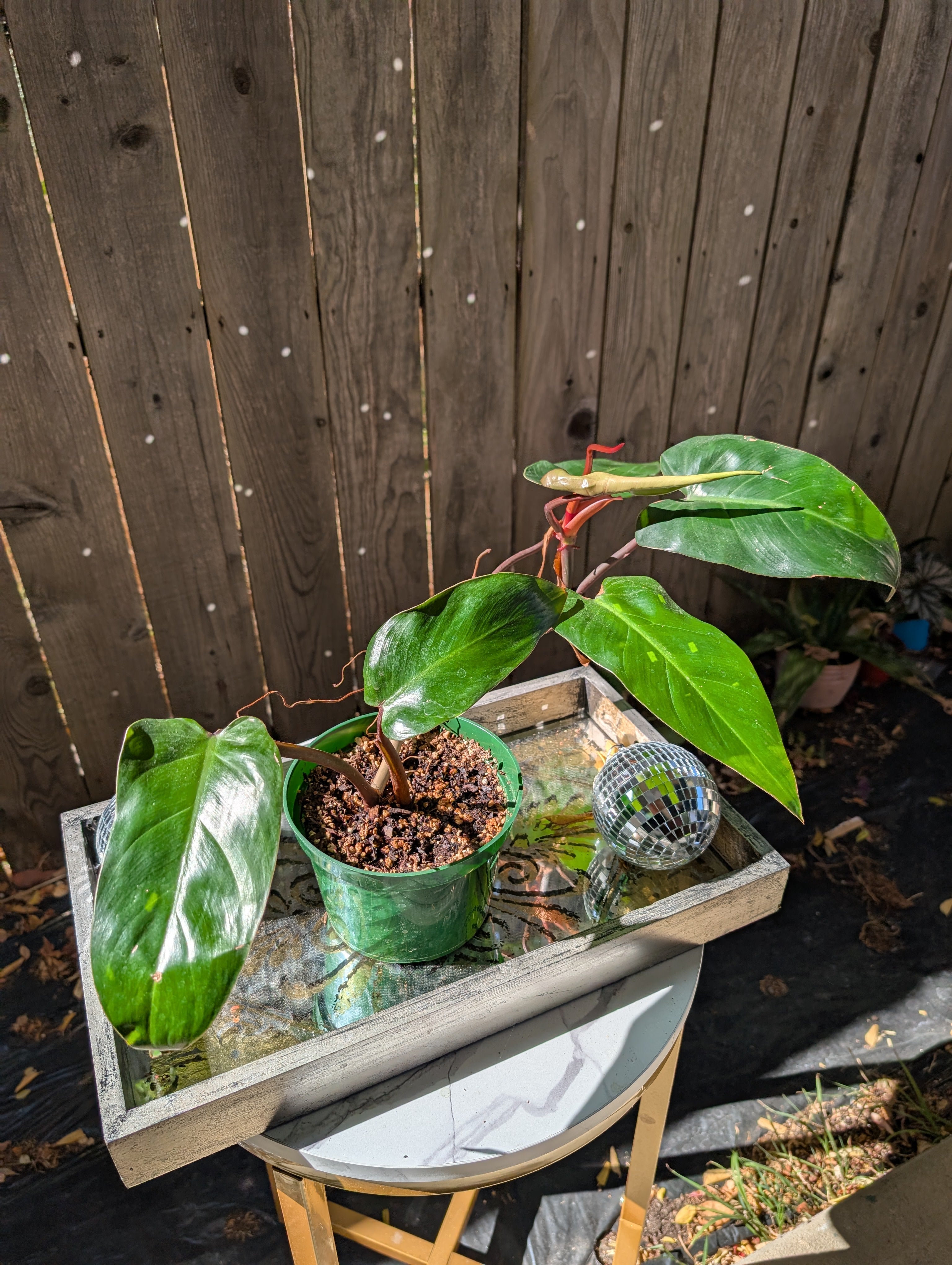 Philodendron 'red emerald' ❣️ image 1