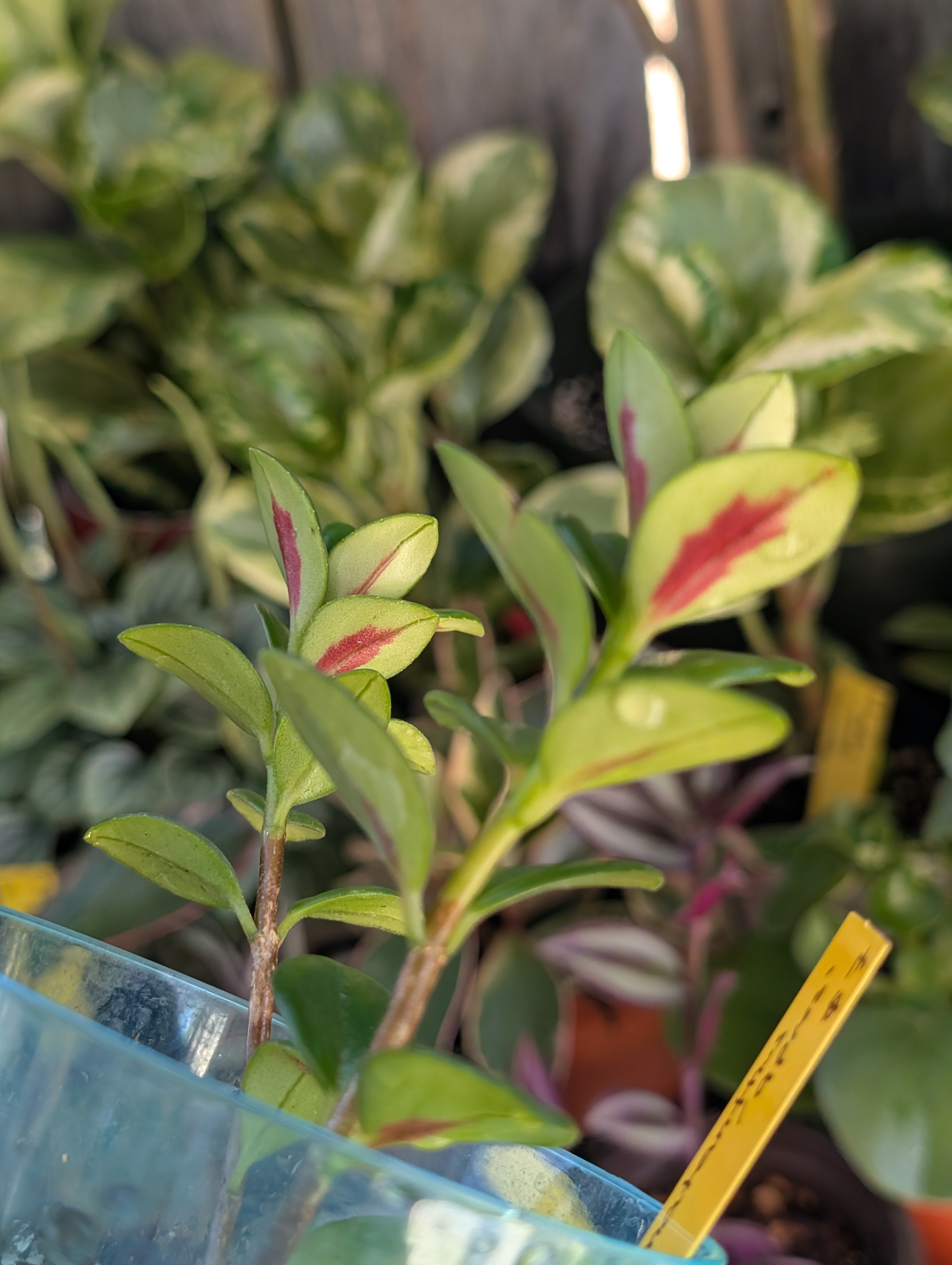 Nematanthus 'apres' image 5