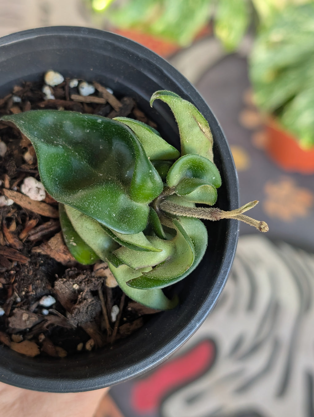 Hoya Compacta Hindu Rope  image 1
