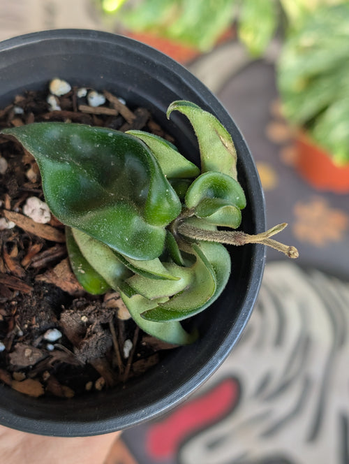 Hoya Compacta Hindu Rope  image 1