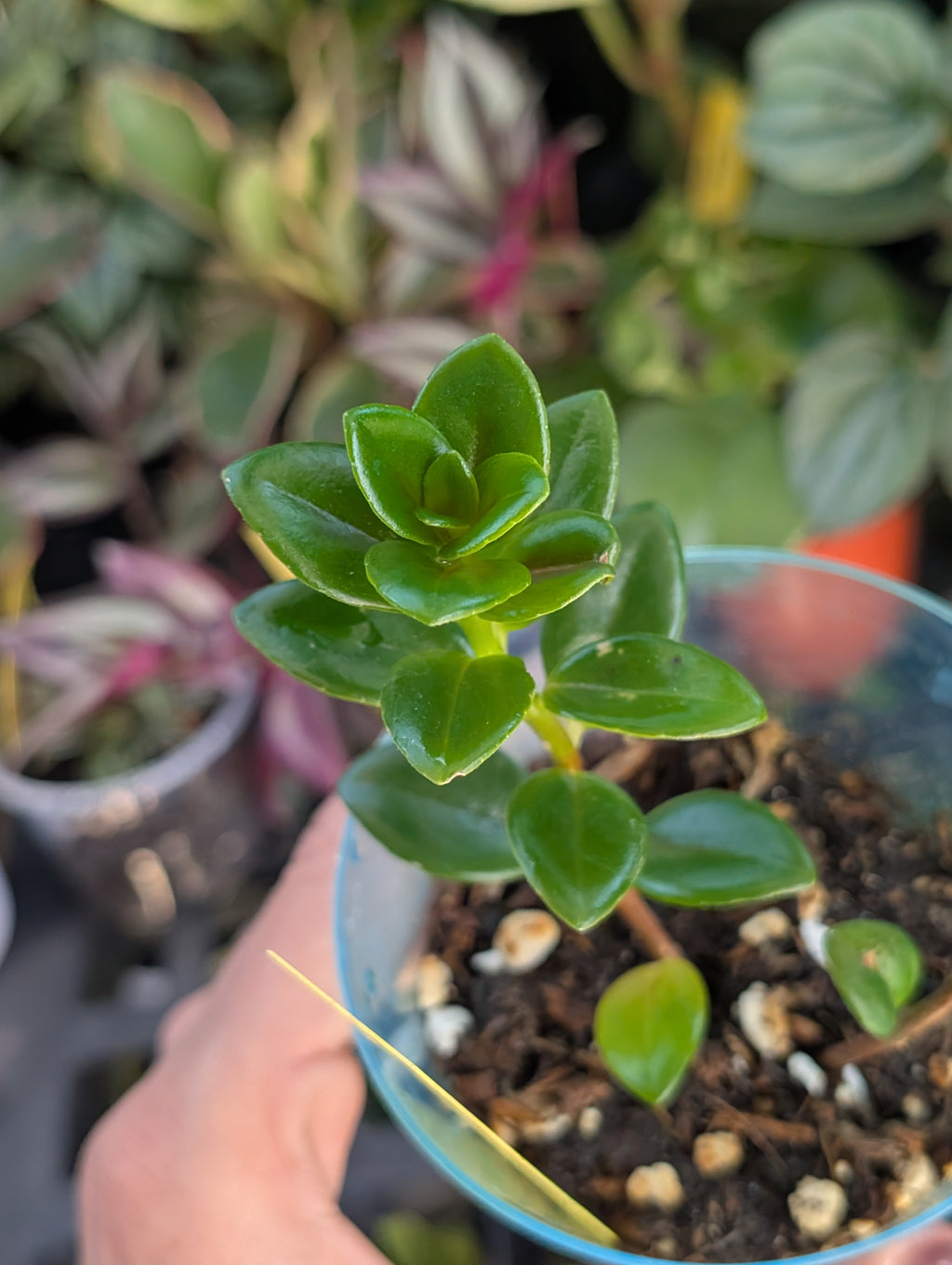 Nematanthus 'apres' image 0