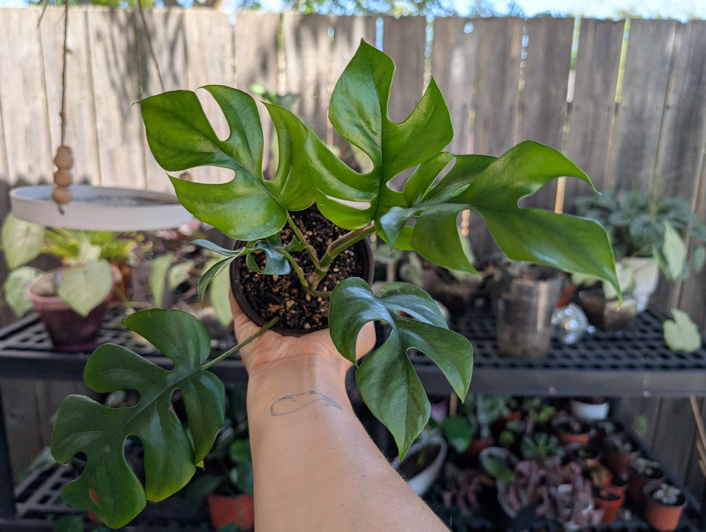 Mini Monstera - Raphidophora tetrasperma image 2
