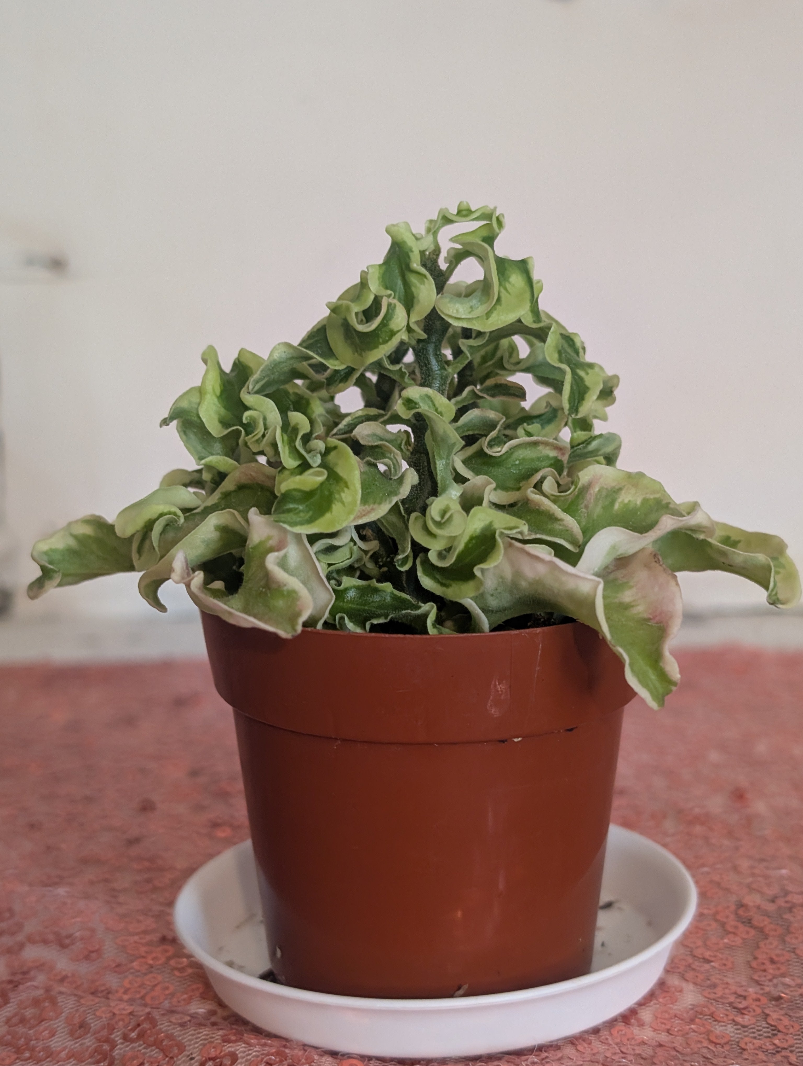 Variegated Devil's Backbone image 1