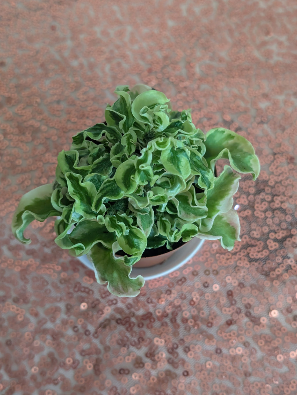 Variegated Devil's Backbone image 0