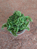 Variegated Devil's Backbone image 0