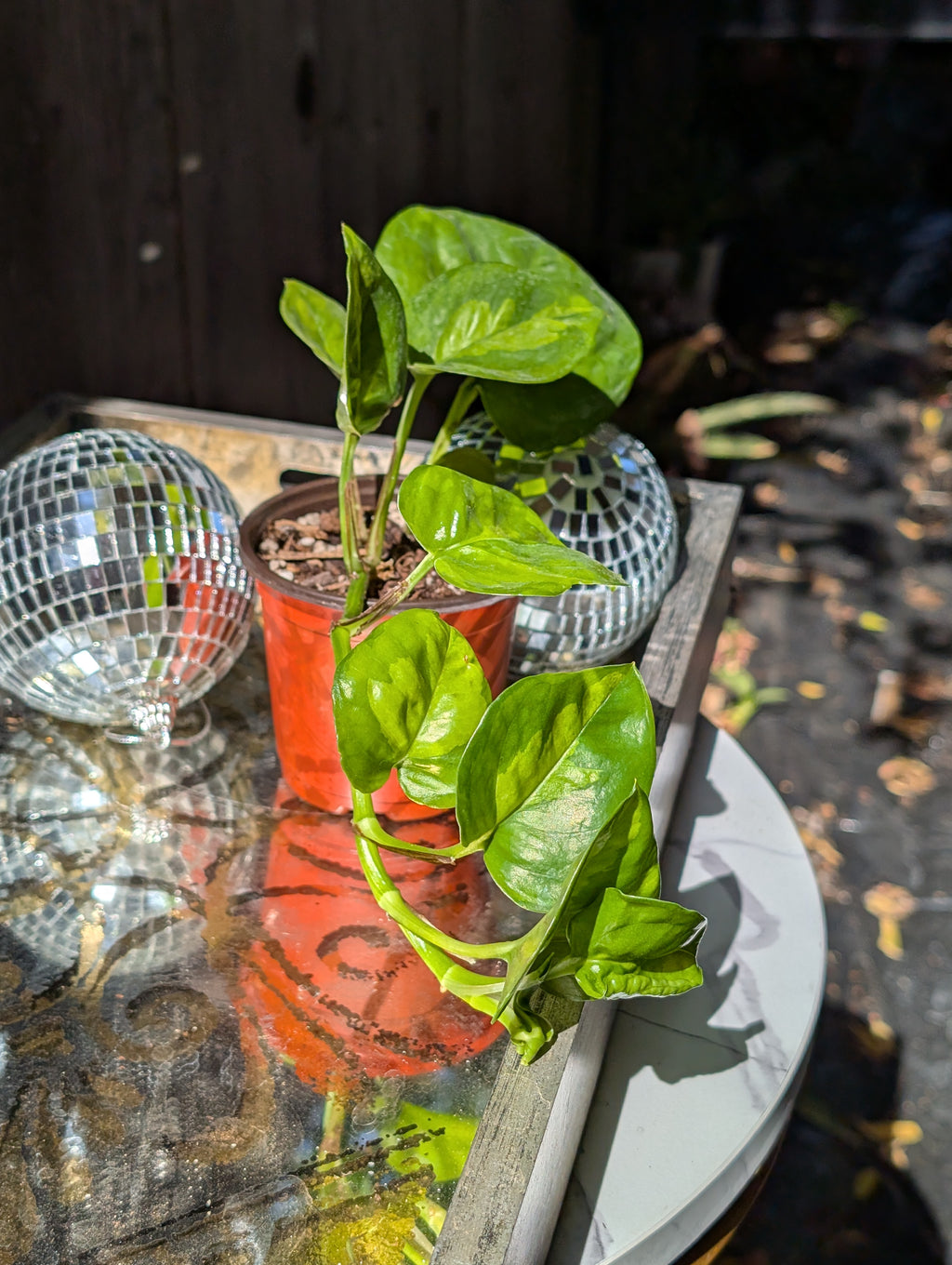 Global Green Pothos image 2