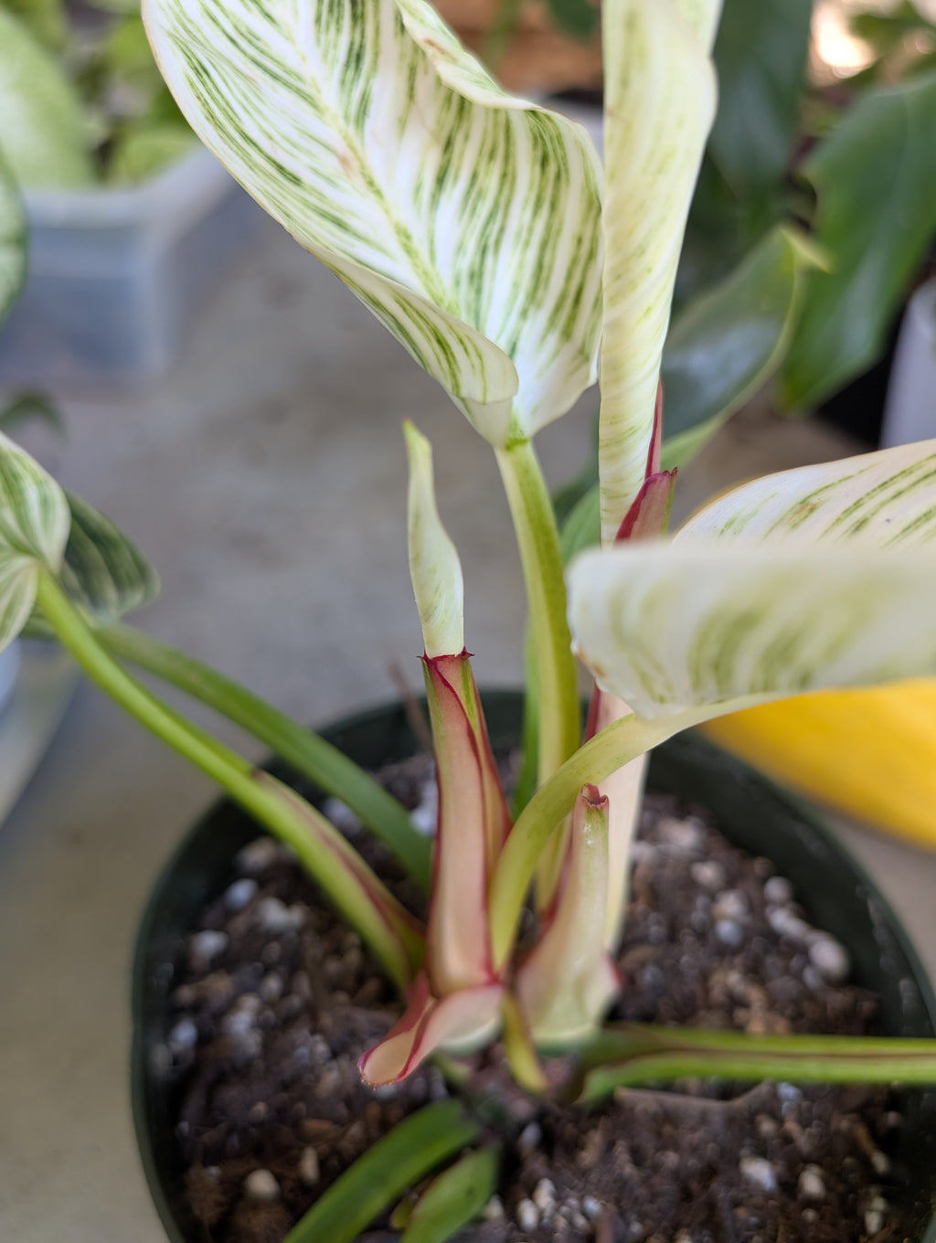 Philodendron 'birkin' image 6