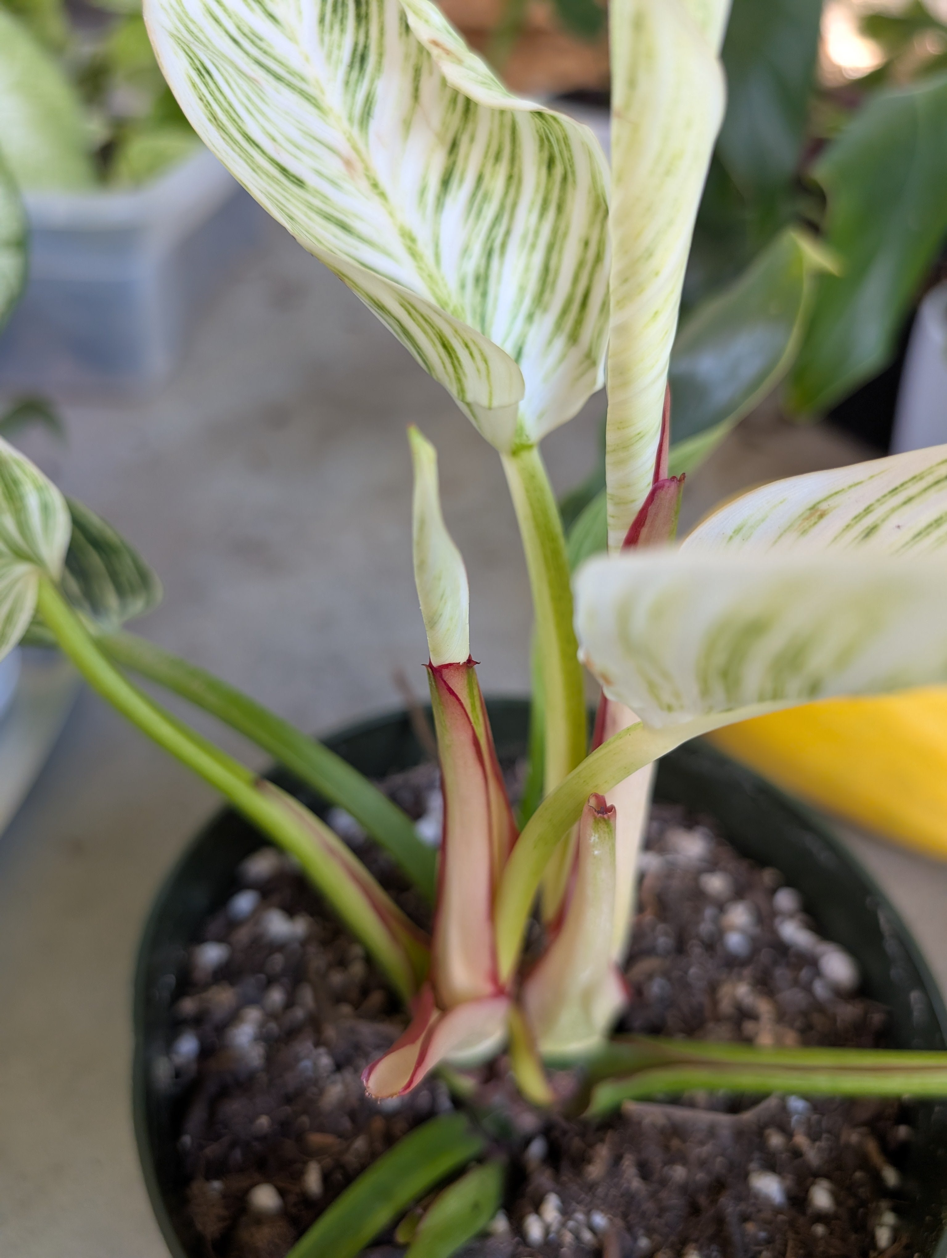 Philodendron 'birkin' image 6