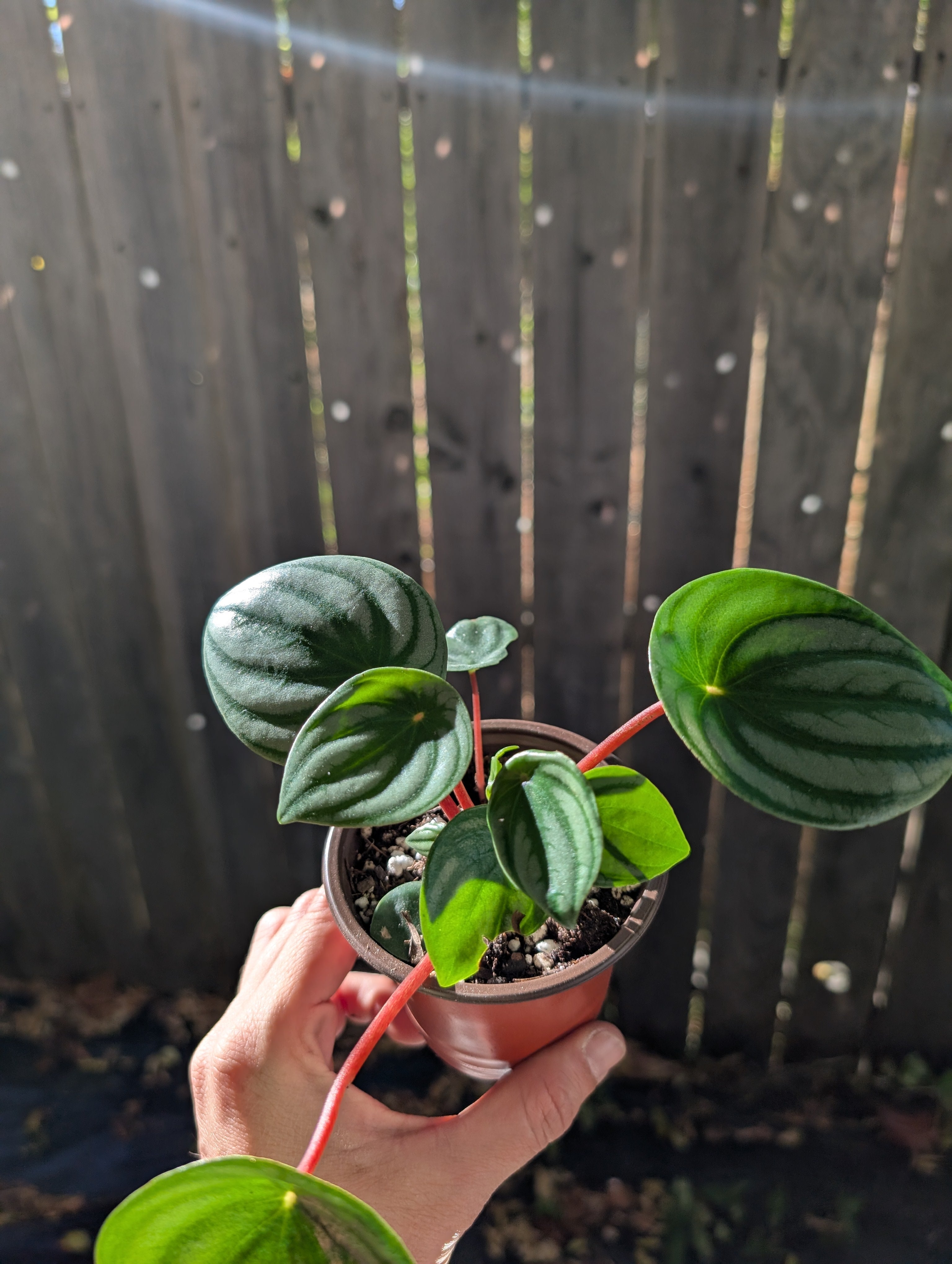 Peperomia watermelon 🍉 image 2