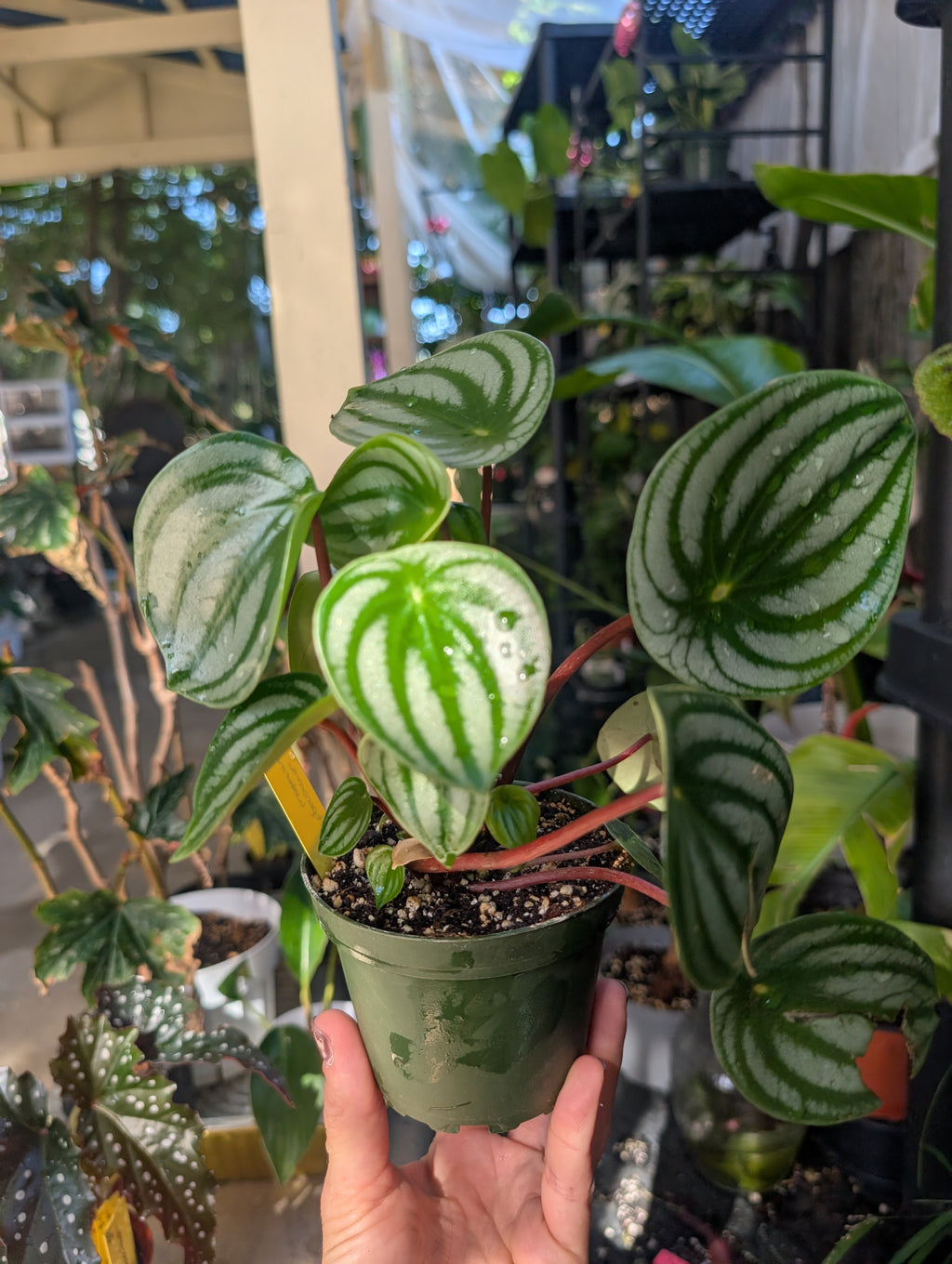 Peperomia watermelon 🍉 image 7