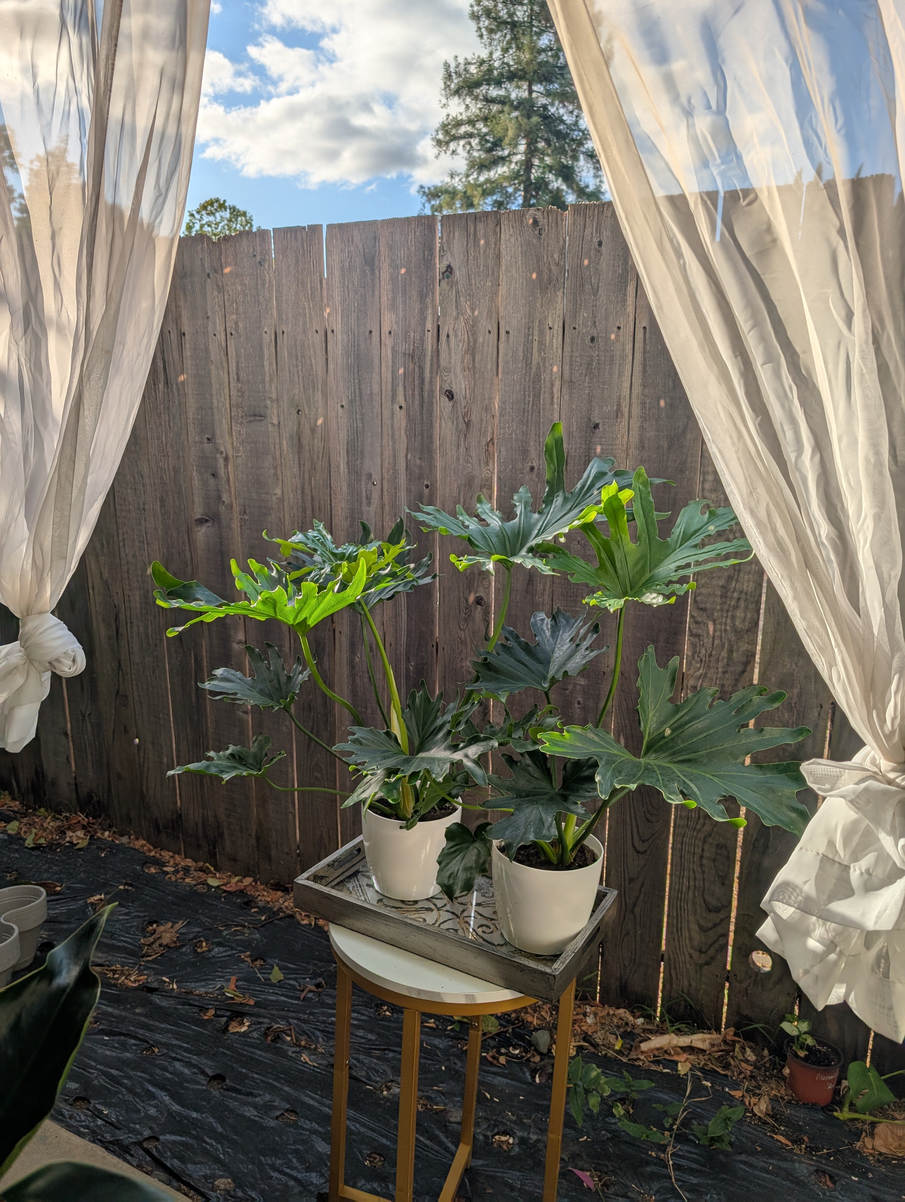 Philodendron 'lickety split' image 4