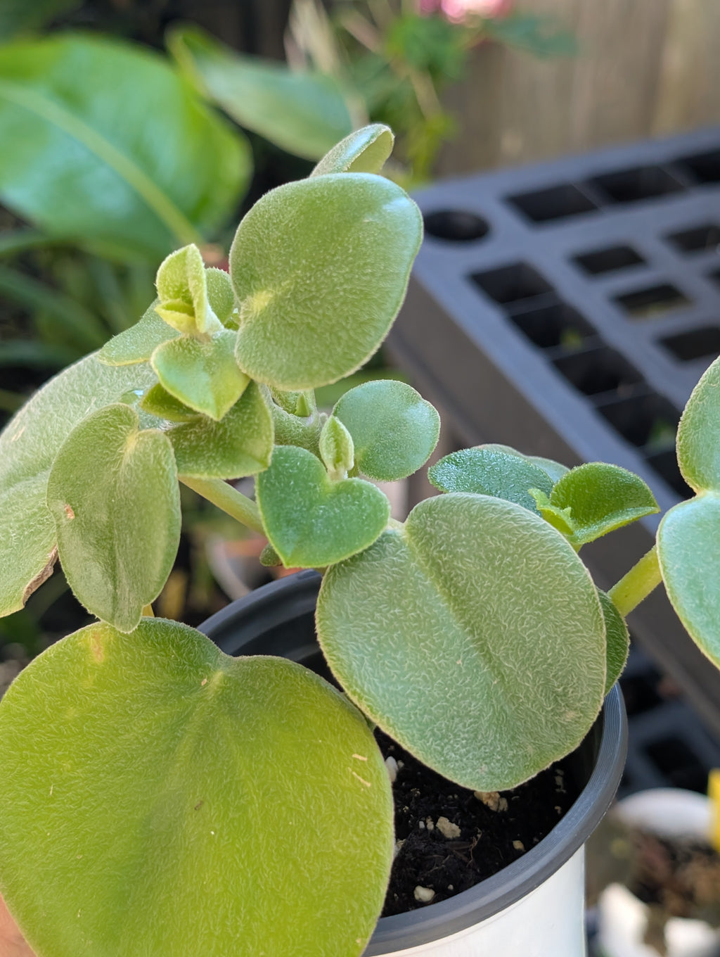 Peperomia 'felt' image 1