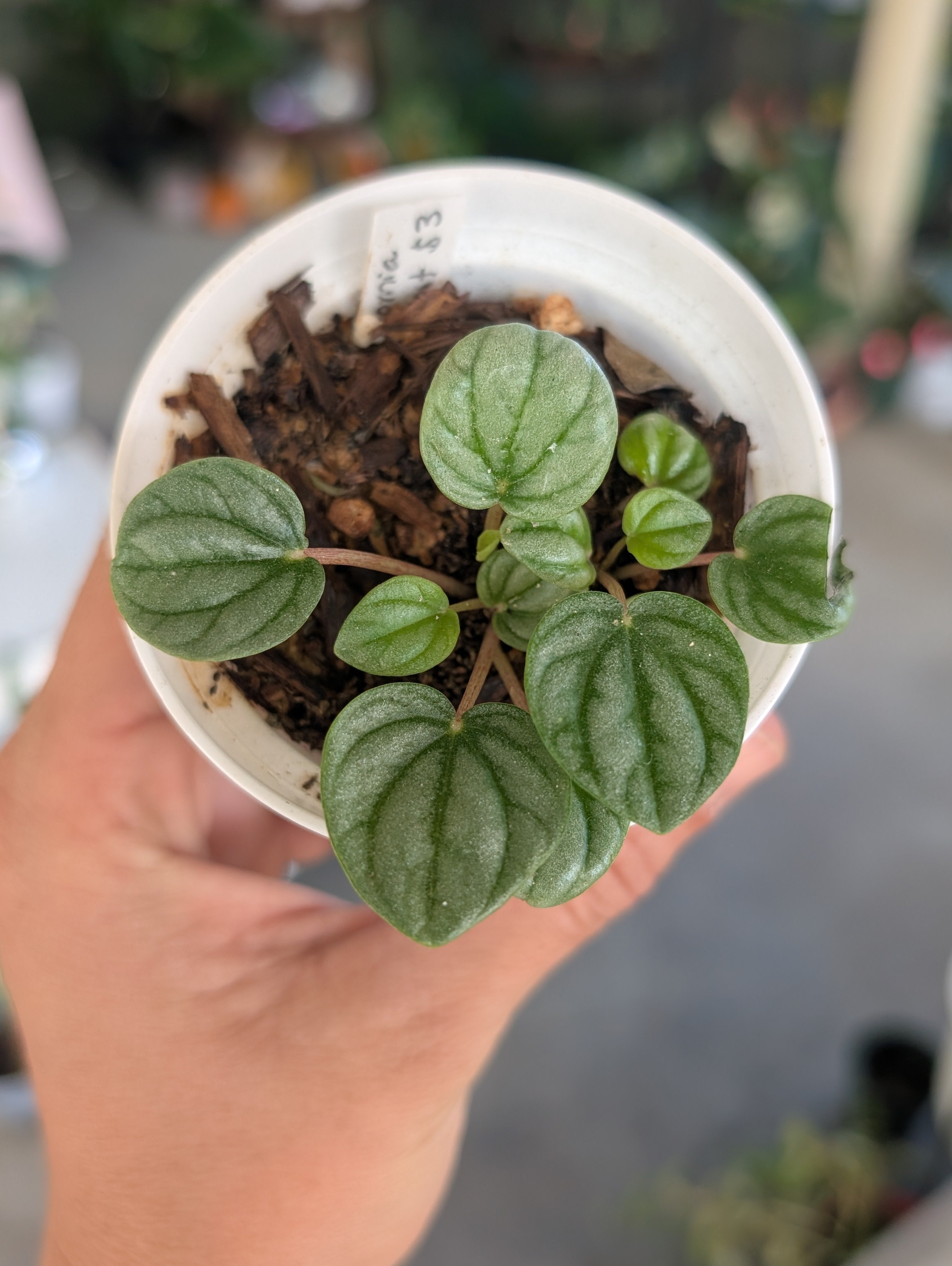 Peperomia caperata 'frost' image 2