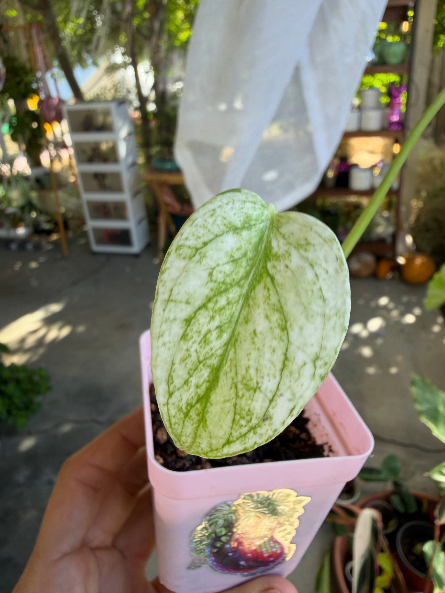Monstera mint variegated 🌿 image 3