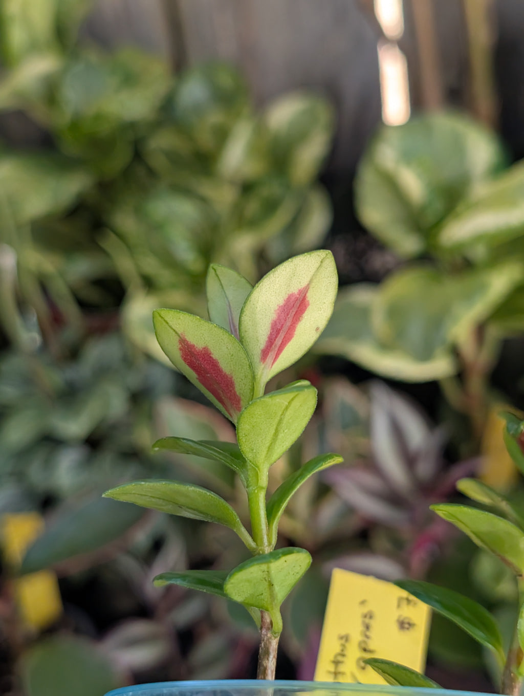 Nematanthus 'apres' image 4
