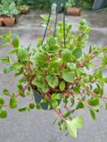 Peperomia Cubensis Plant in 6" Hanging Pot image 0