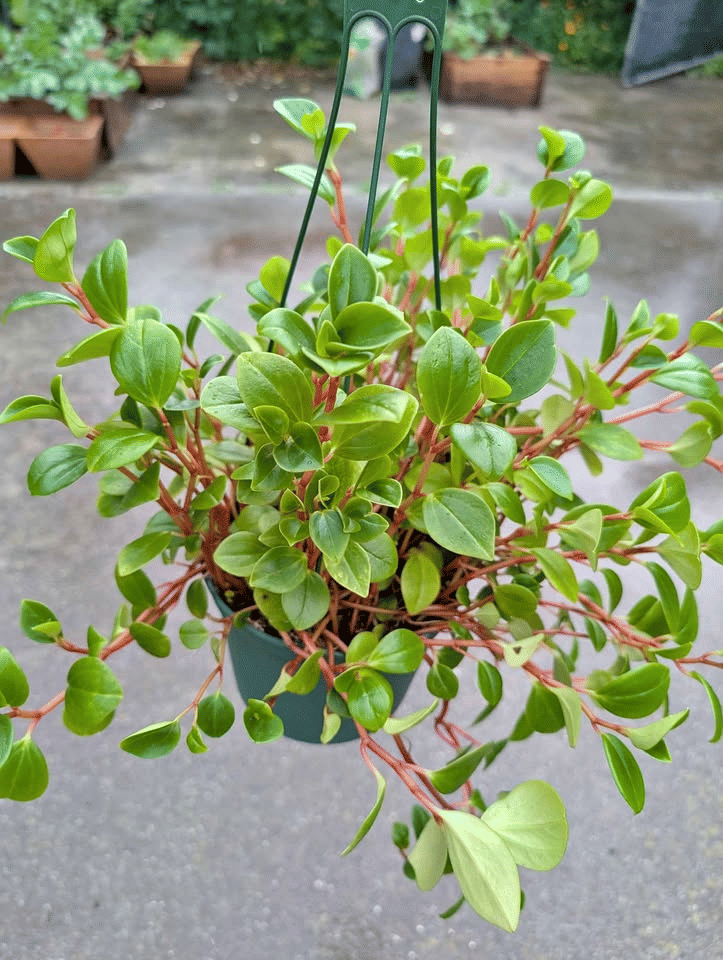 Peperomia Cubensis Plant in 6" Hanging Pot image 0