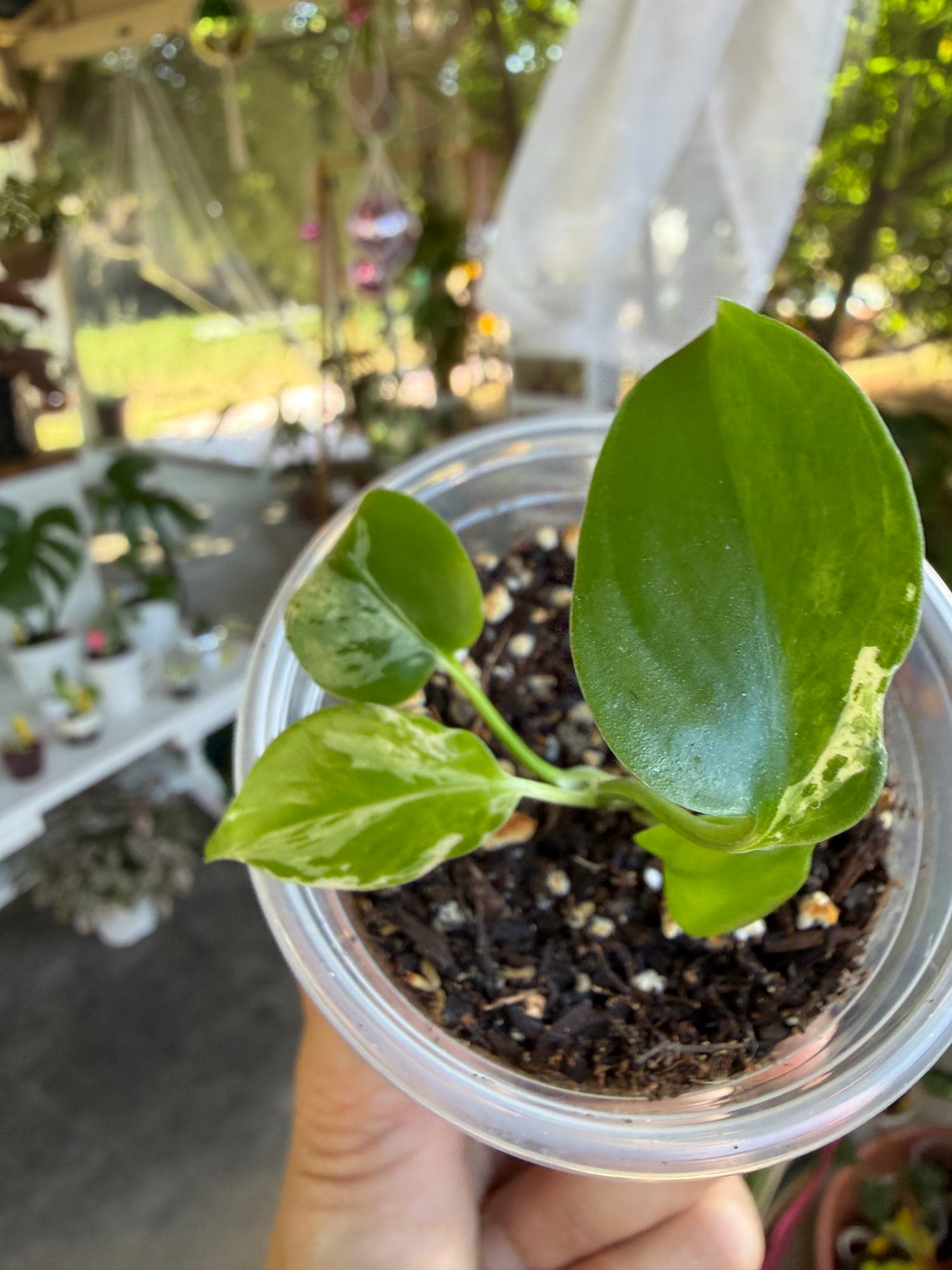 Monstera deliciosa 'Bulbasaur' Plantet image 1
