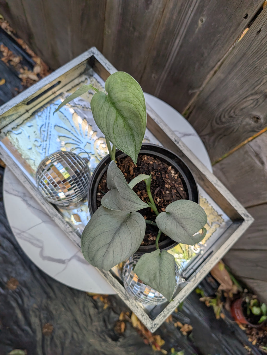 Scindapsus platinum java - Exact Plant image 5