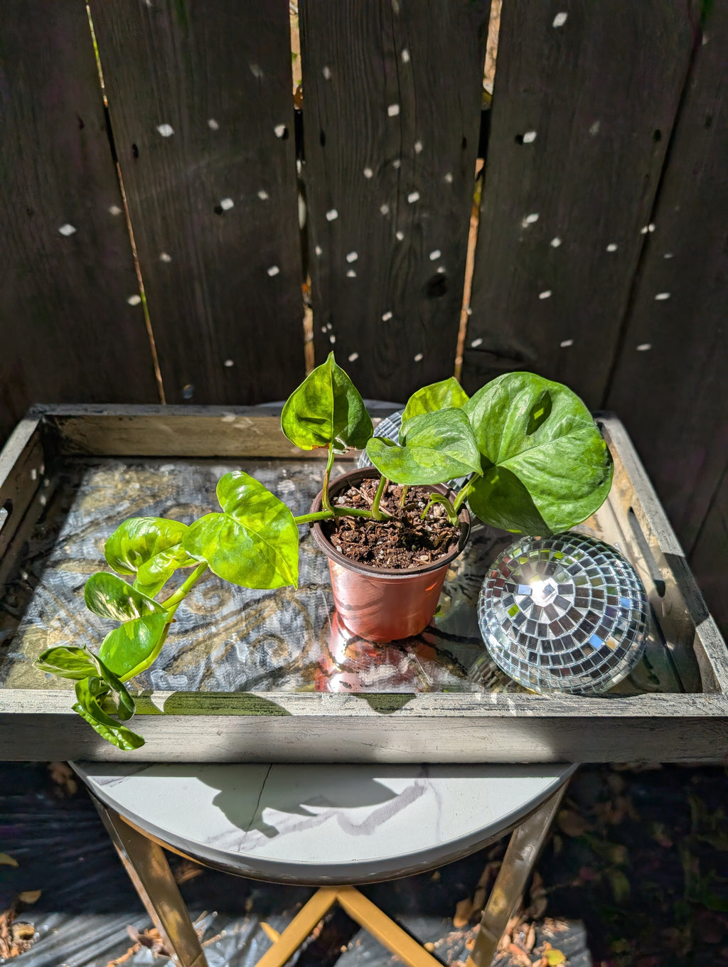 Global Green Pothos image 0