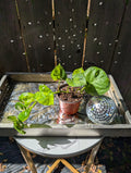 Global Green Pothos image 0