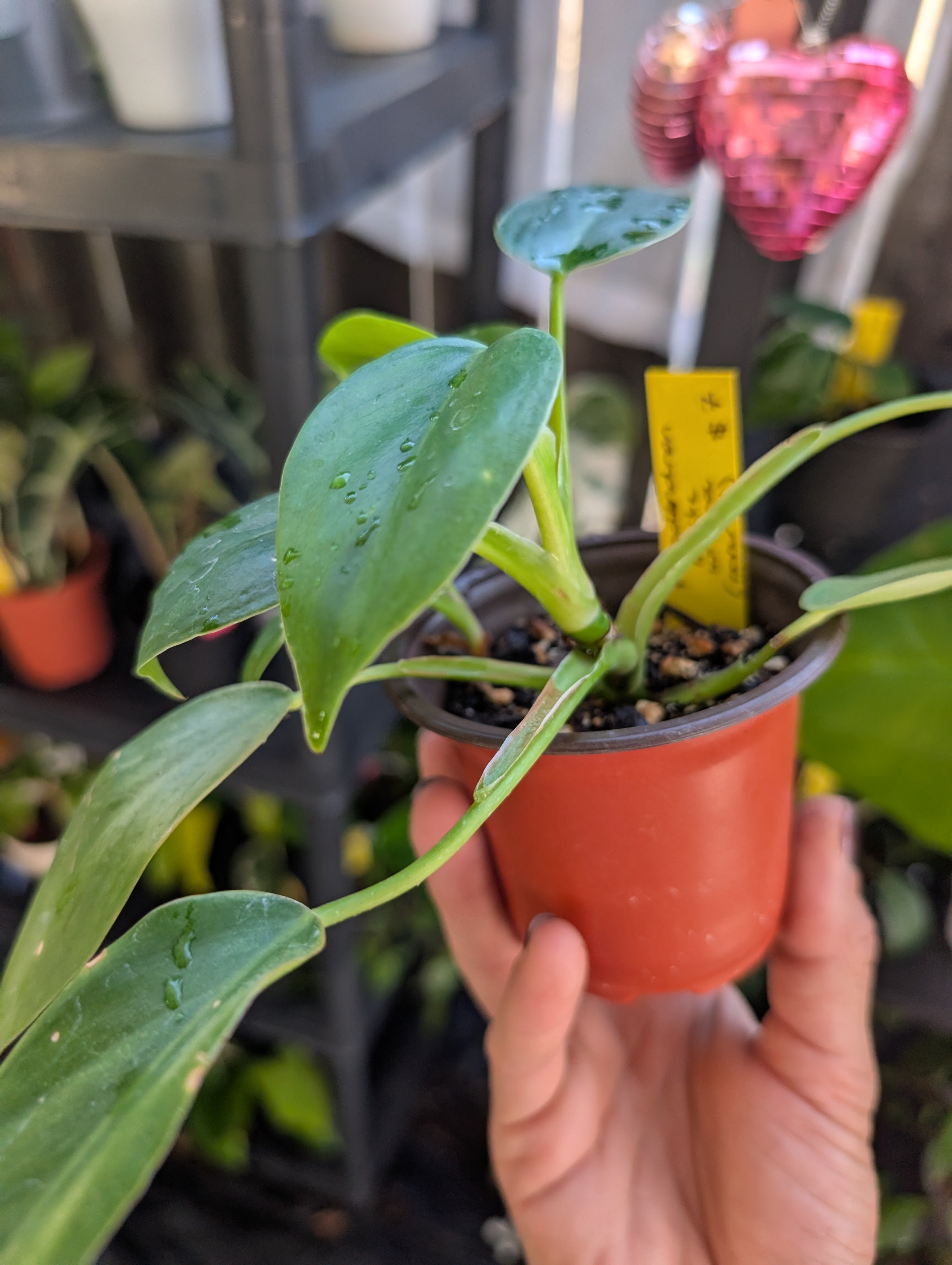 Philodendron 'white wizard' reverted image 3
