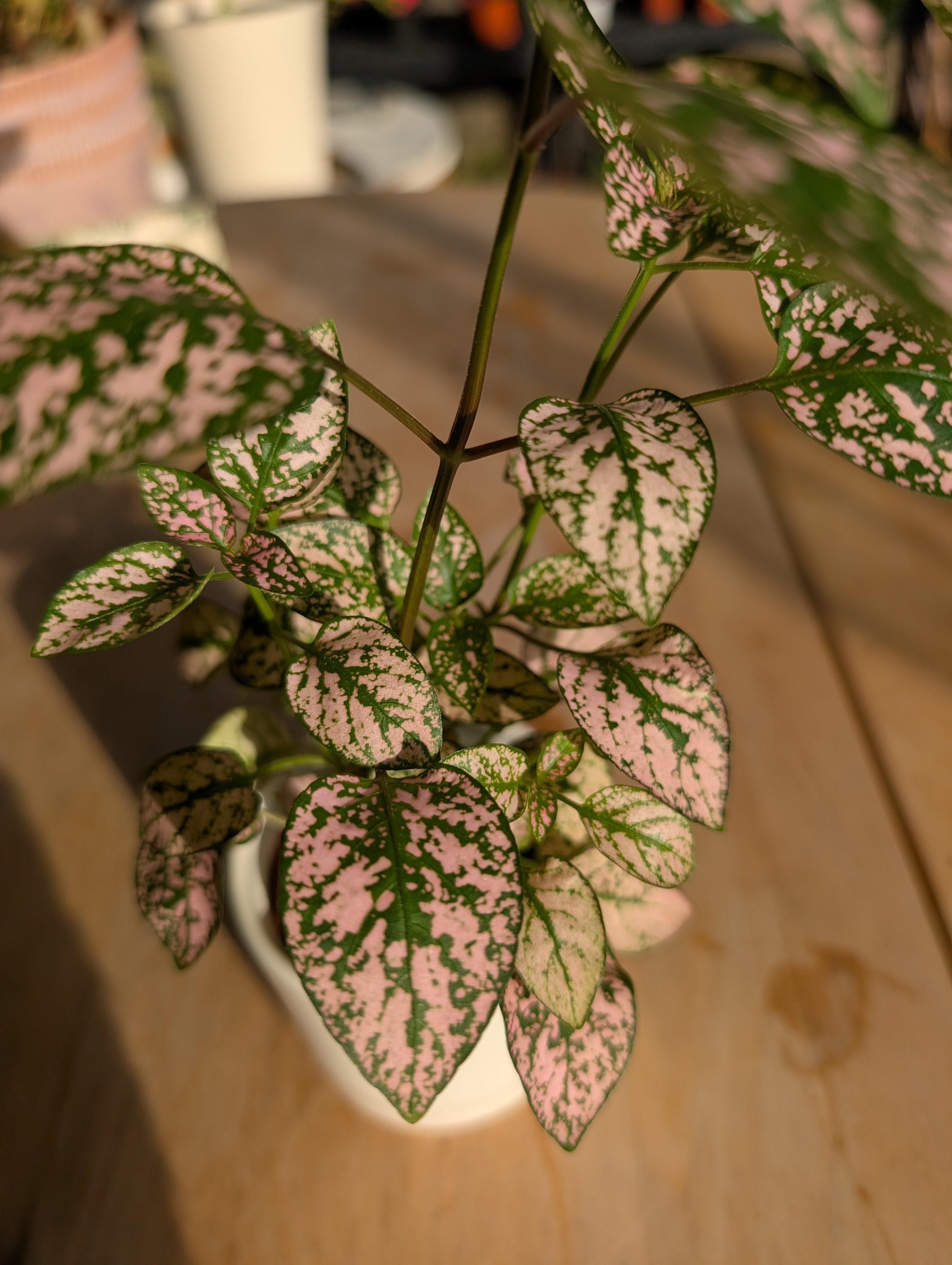 Polkadot Splash Plant image 2