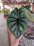 Alocasia Dragon Scale image 0