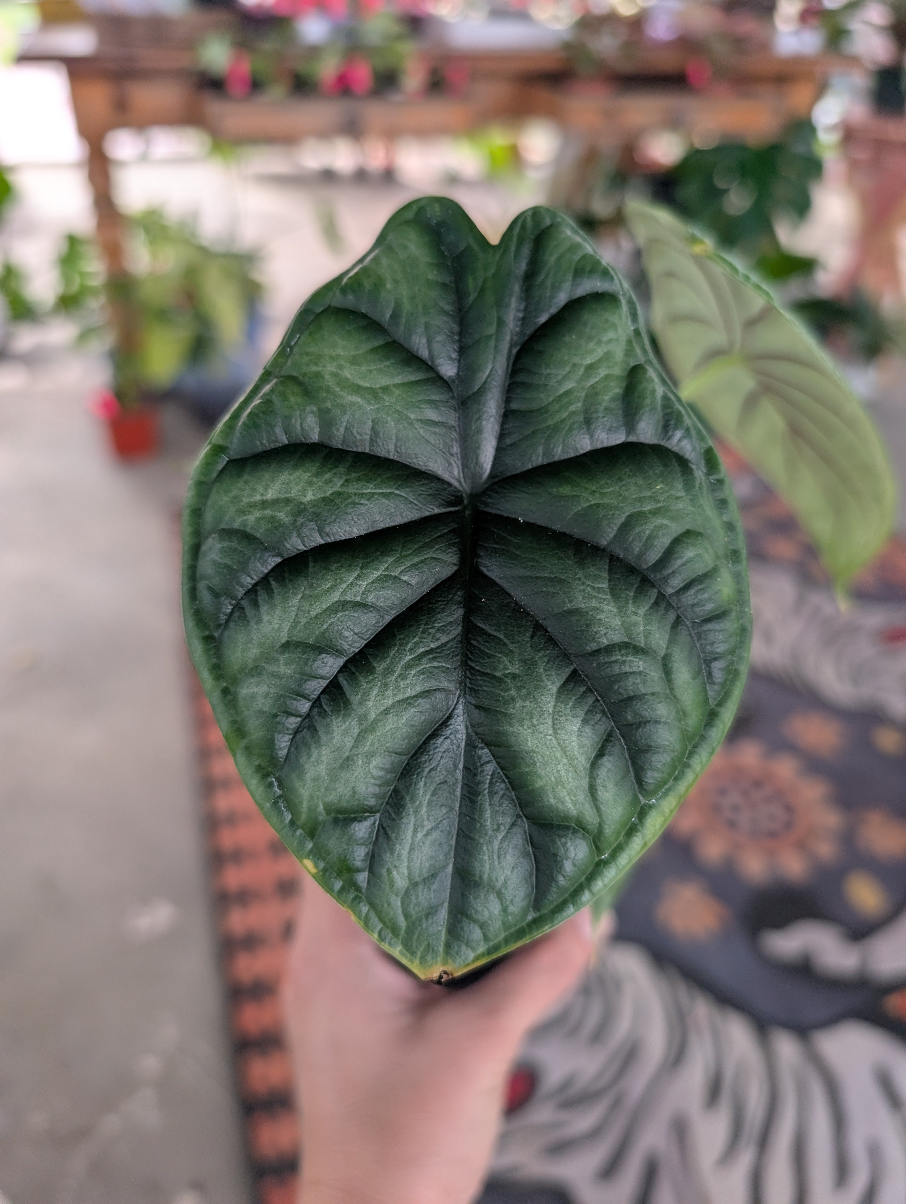 Alocasia Dragon Scale image 0