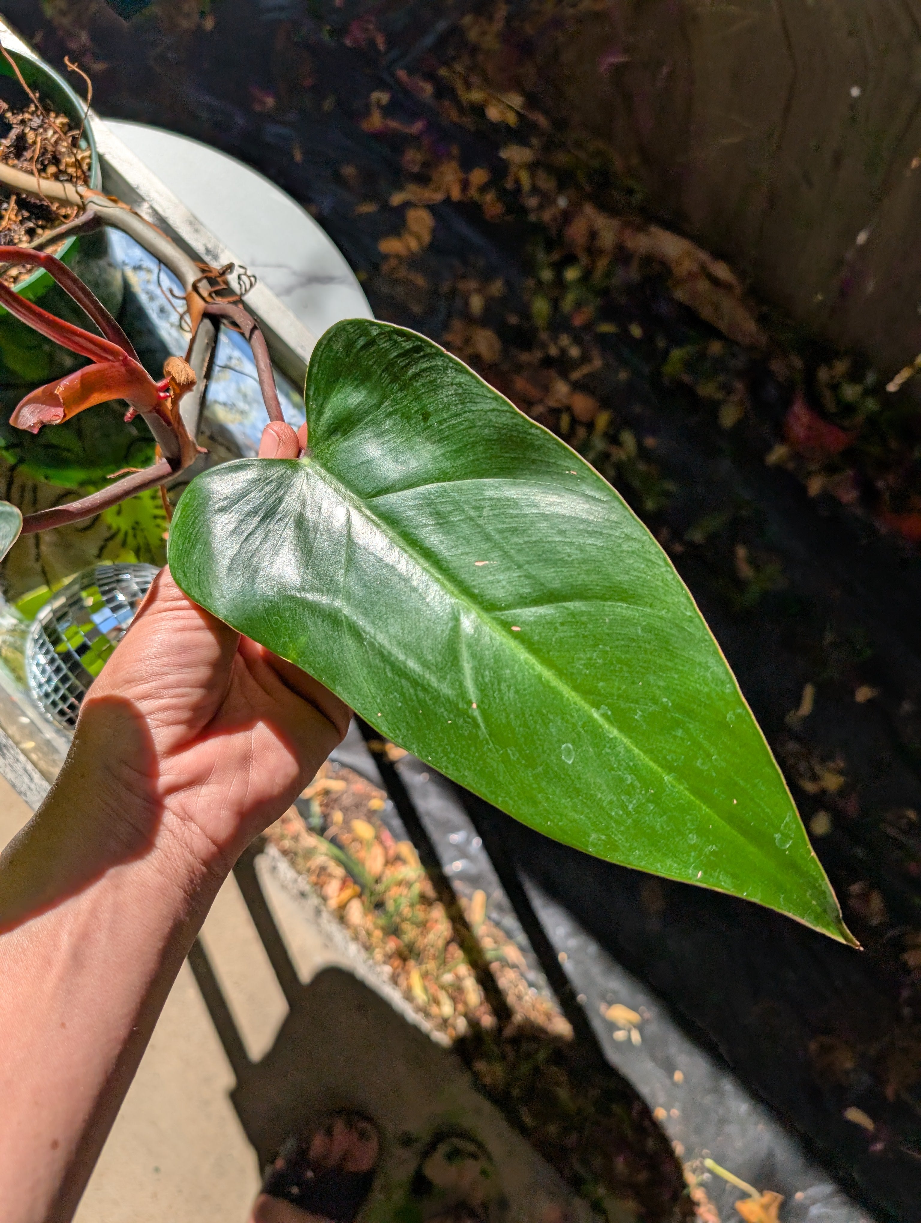 Philodendron 'red emerald' ❣️ image 7