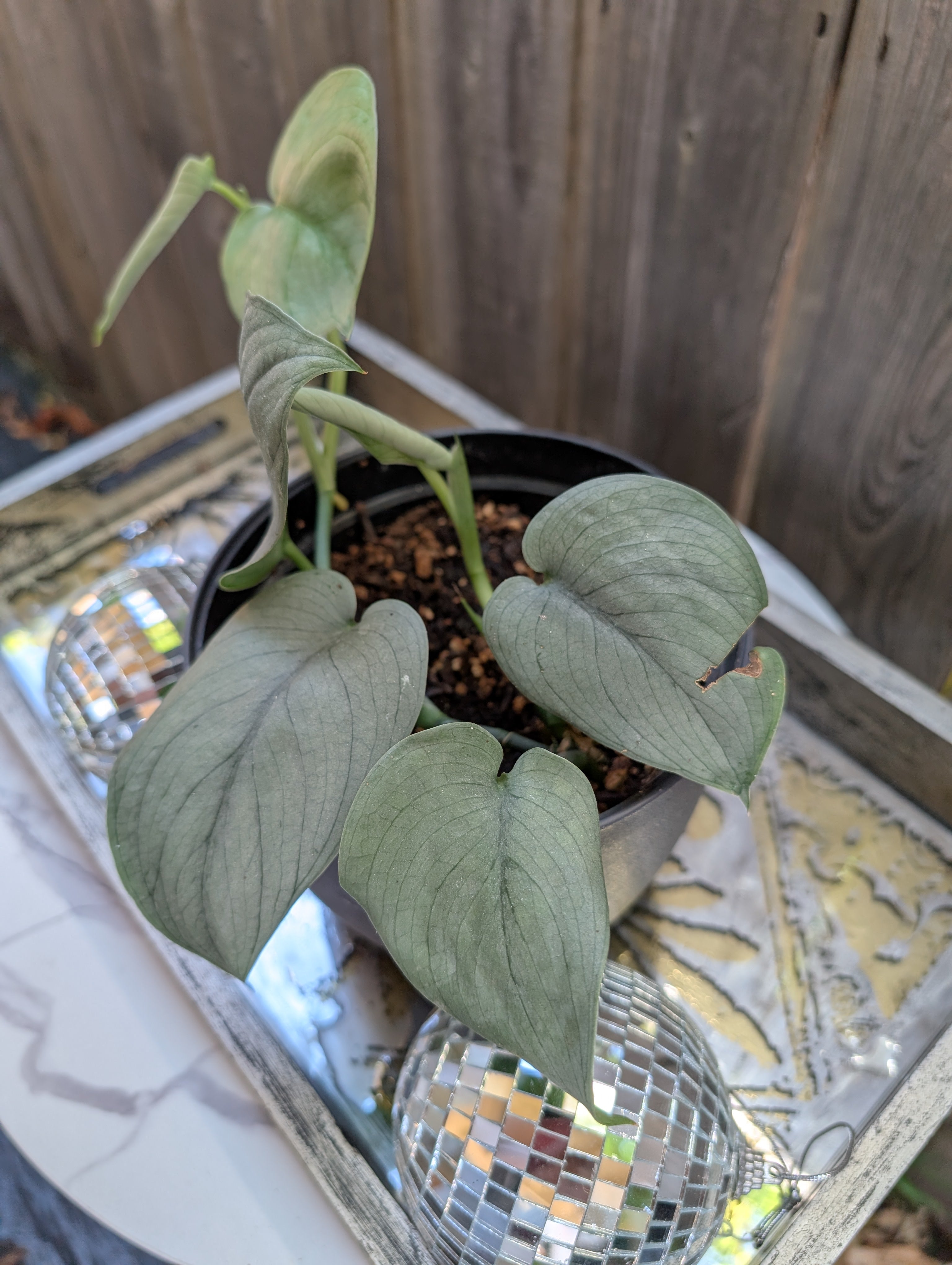 Scindapsus platinum java - Exact Plant image 2