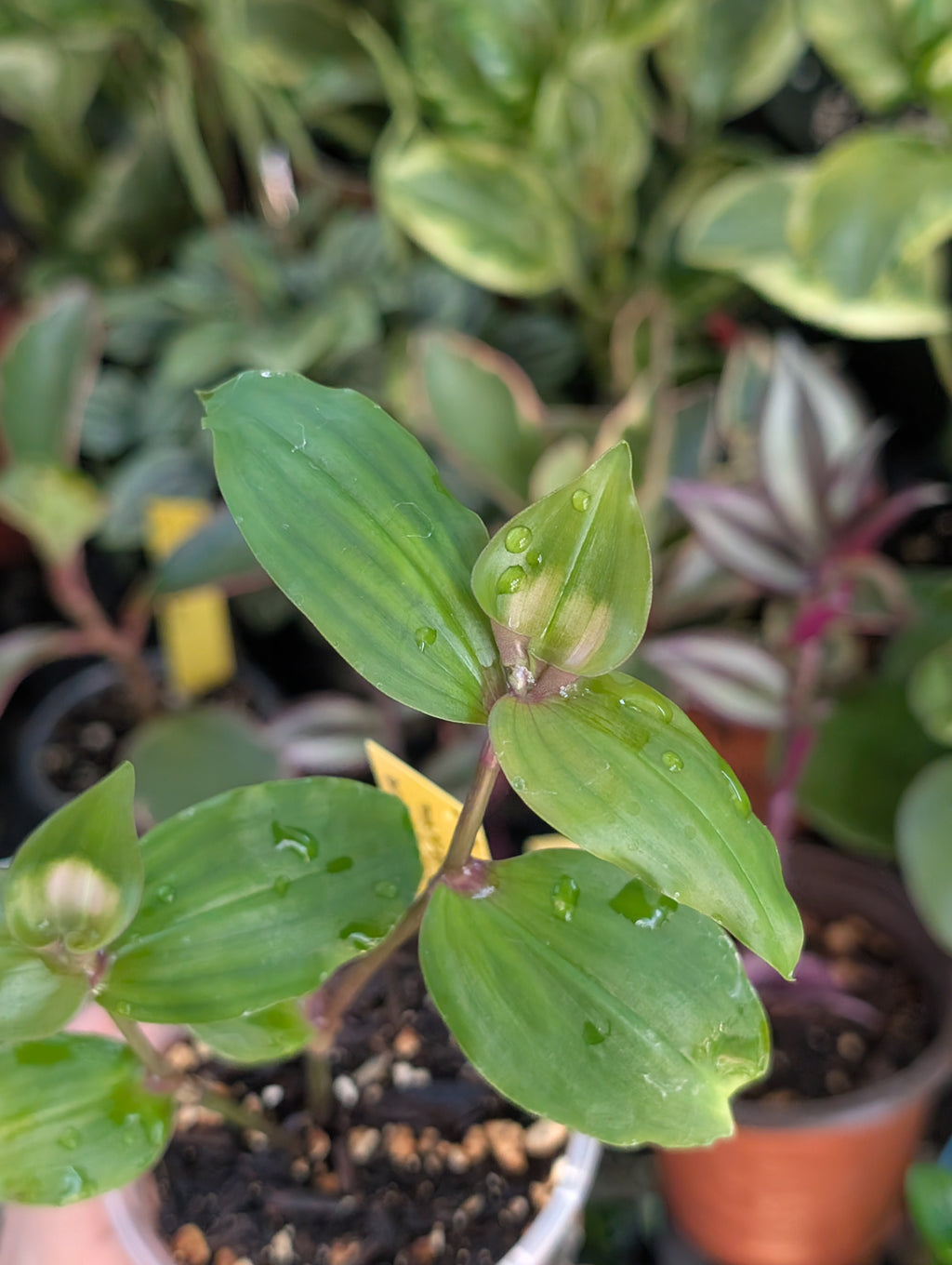 Tradescantia fluminensis 'blushing bride' image 0