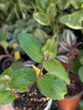 Tradescantia fluminensis 'blushing bride' image 0
