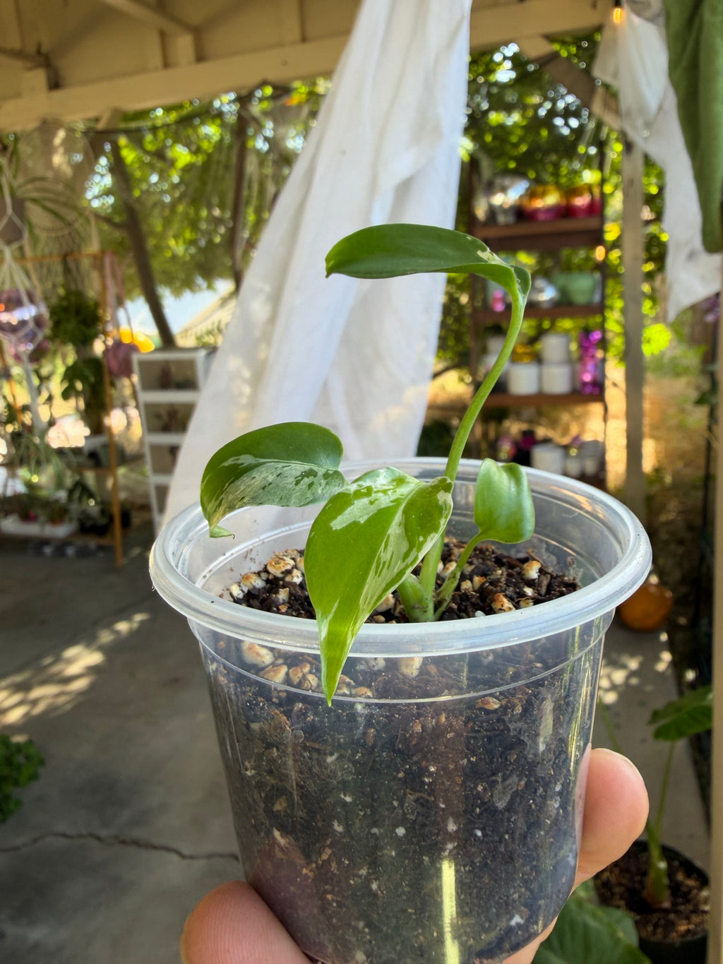Monstera deliciosa 'Bulbasaur' Plantet image 4