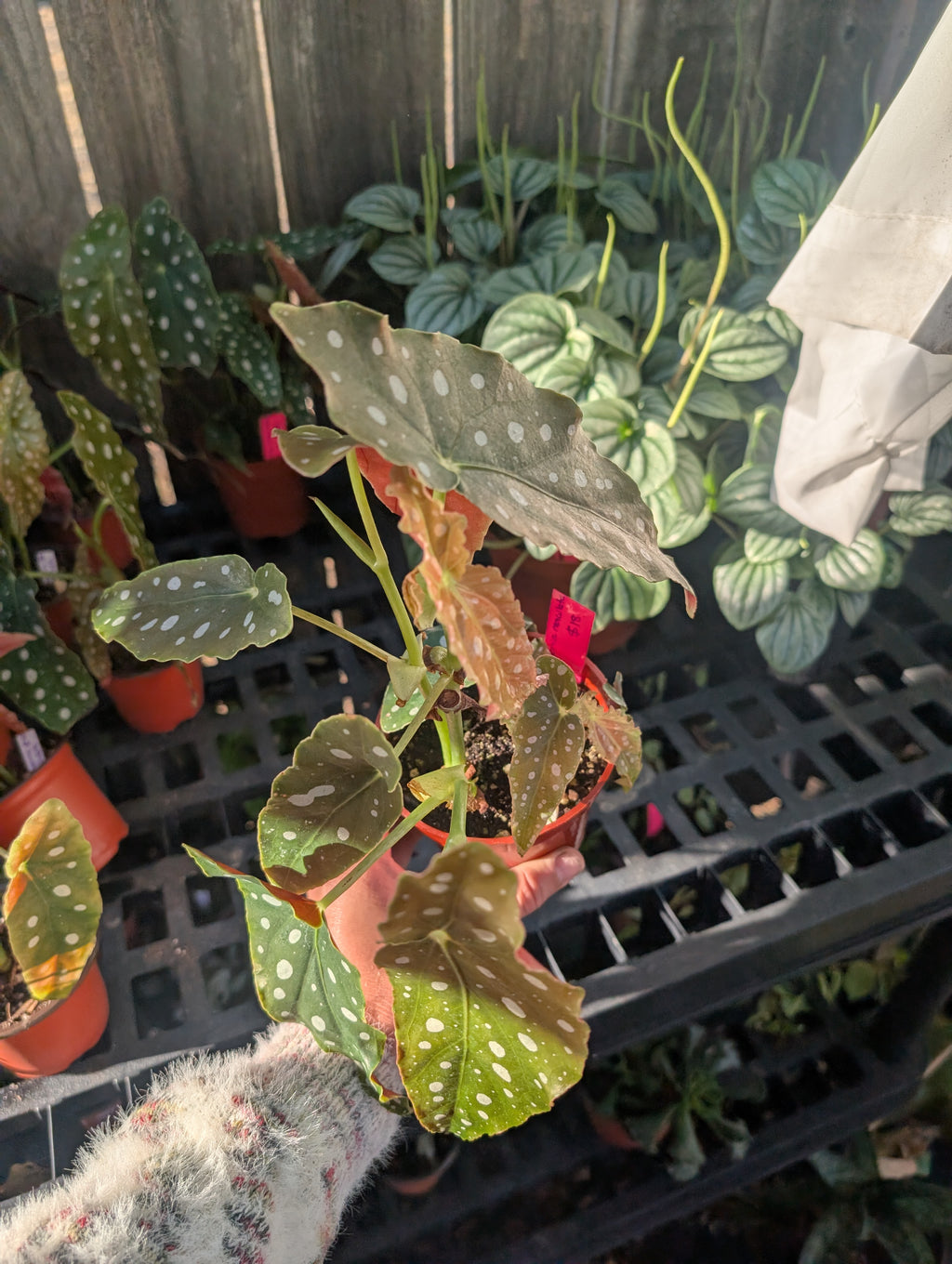 Begonia maculata image 2
