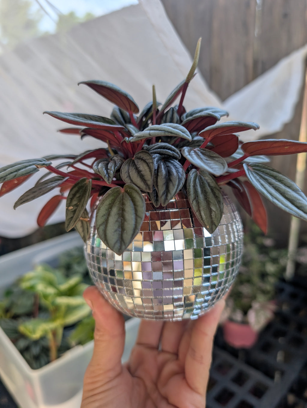 Peperomia 'san marino' image 2
