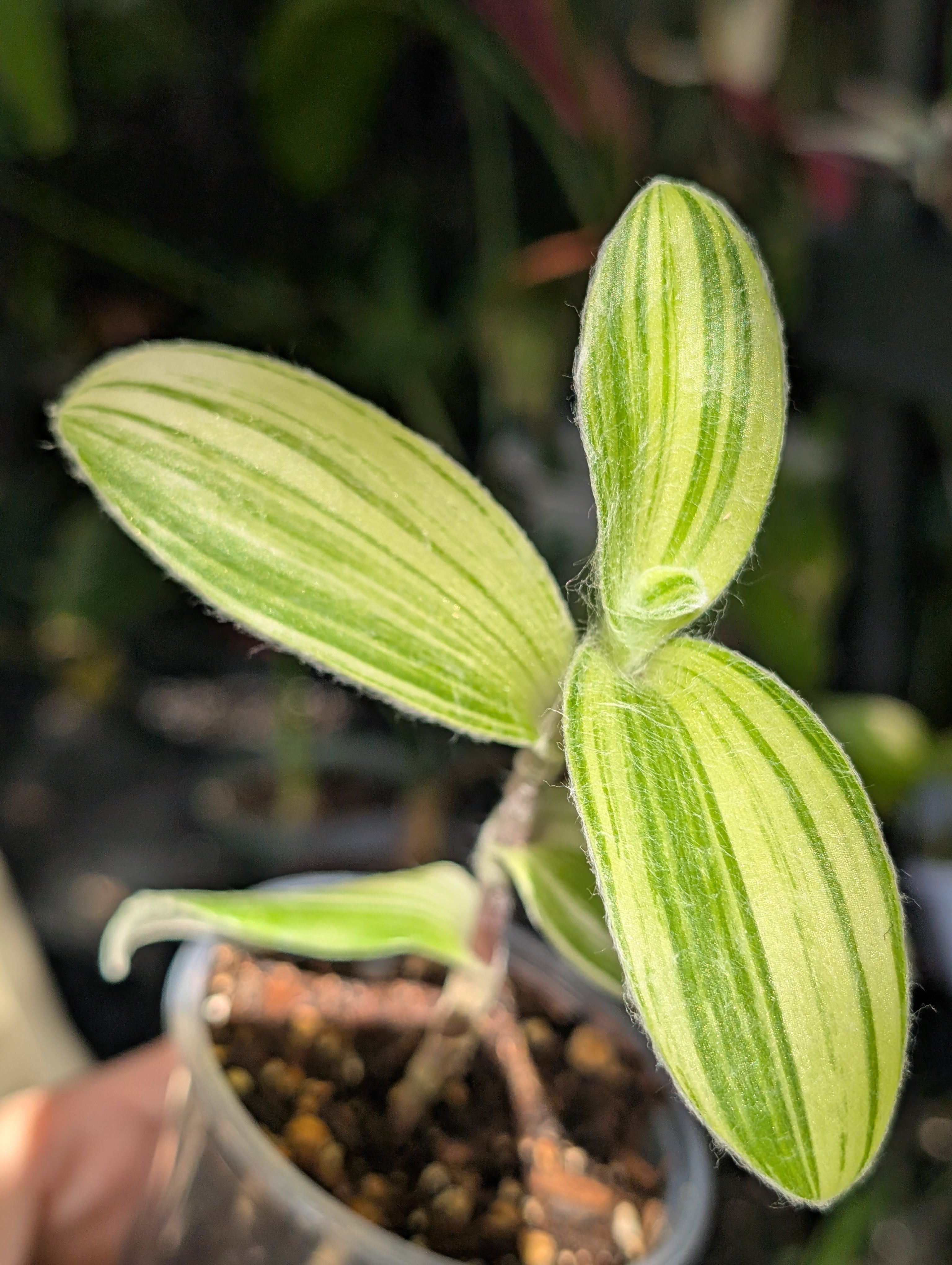 Tradescantia velvet stripe image 3