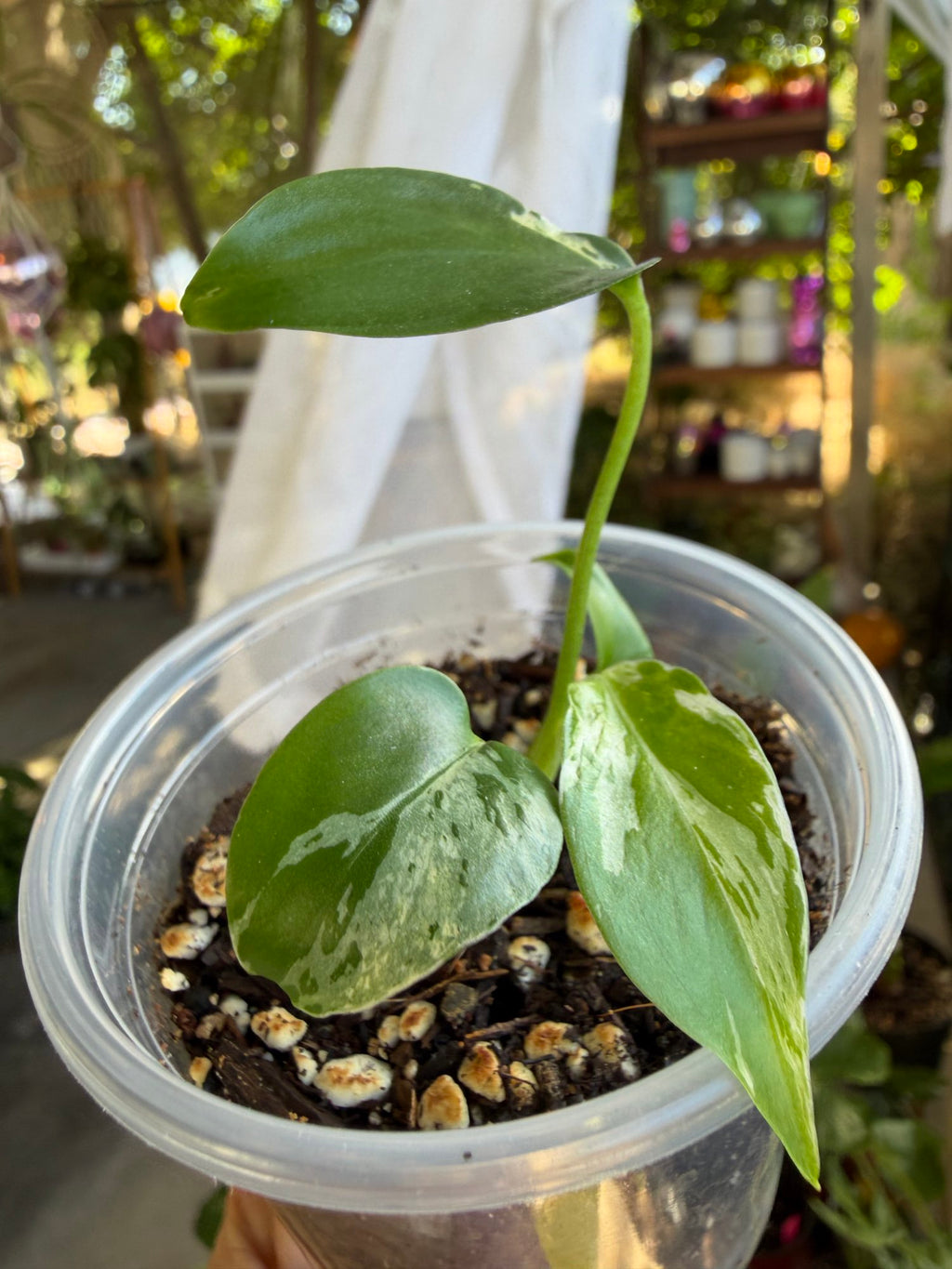 Monstera deliciosa 'Bulbasaur' Plantet image 0