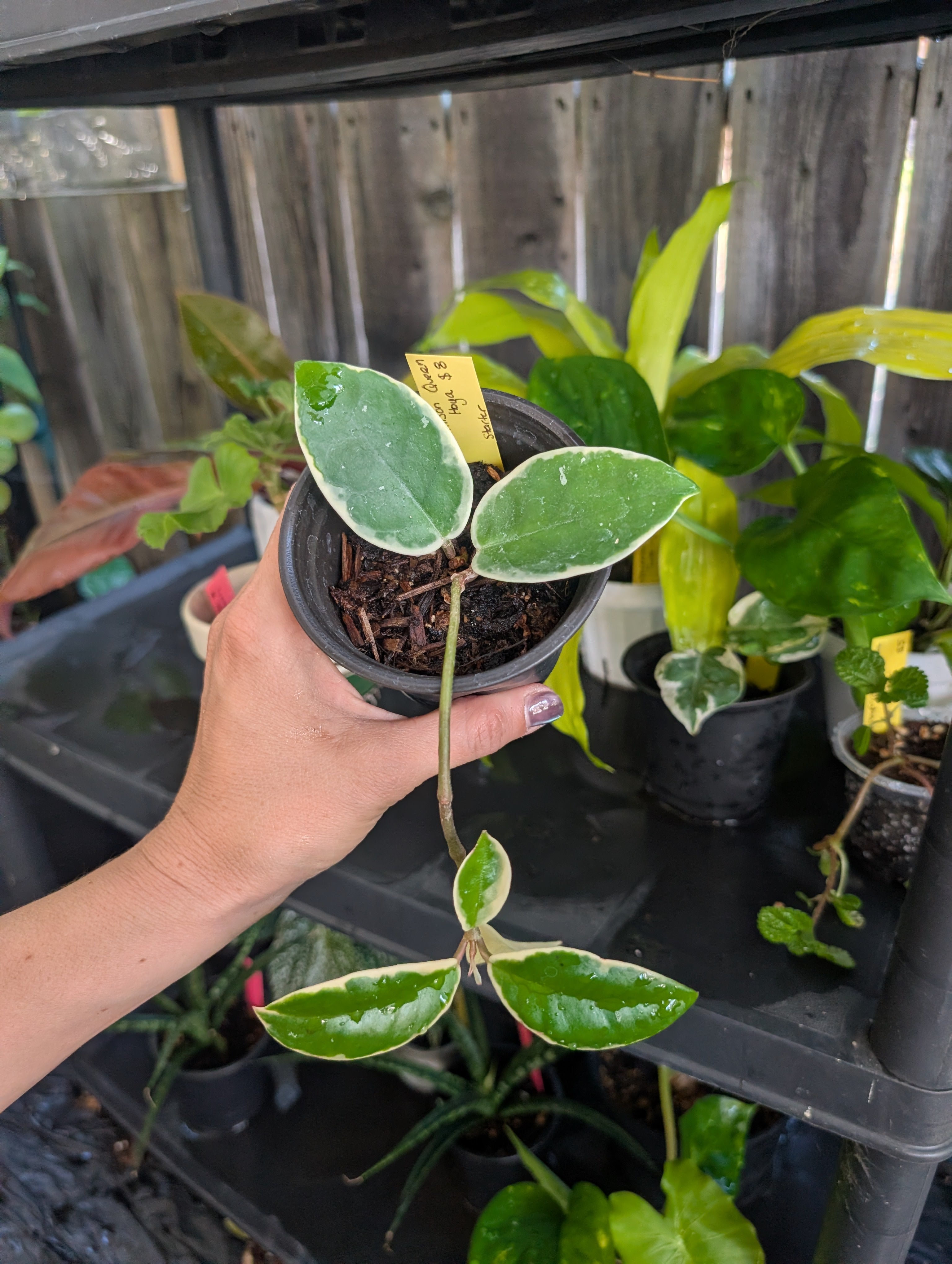 Hoya carnosa 'krimson queen' variegated image 4
