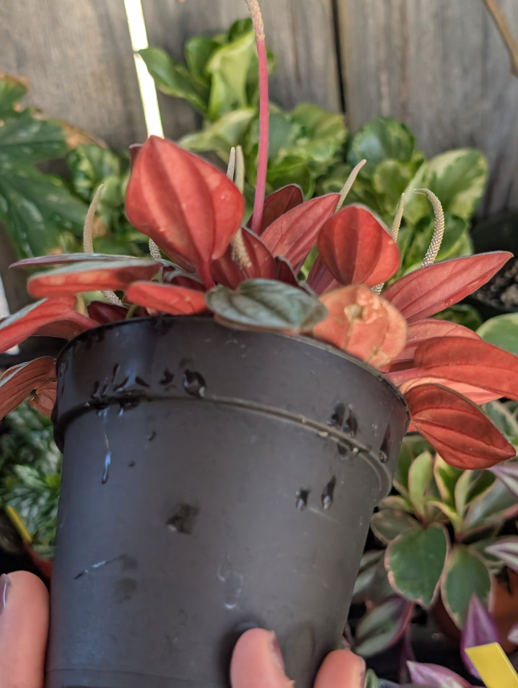 Peperomia 'san marino' image 6