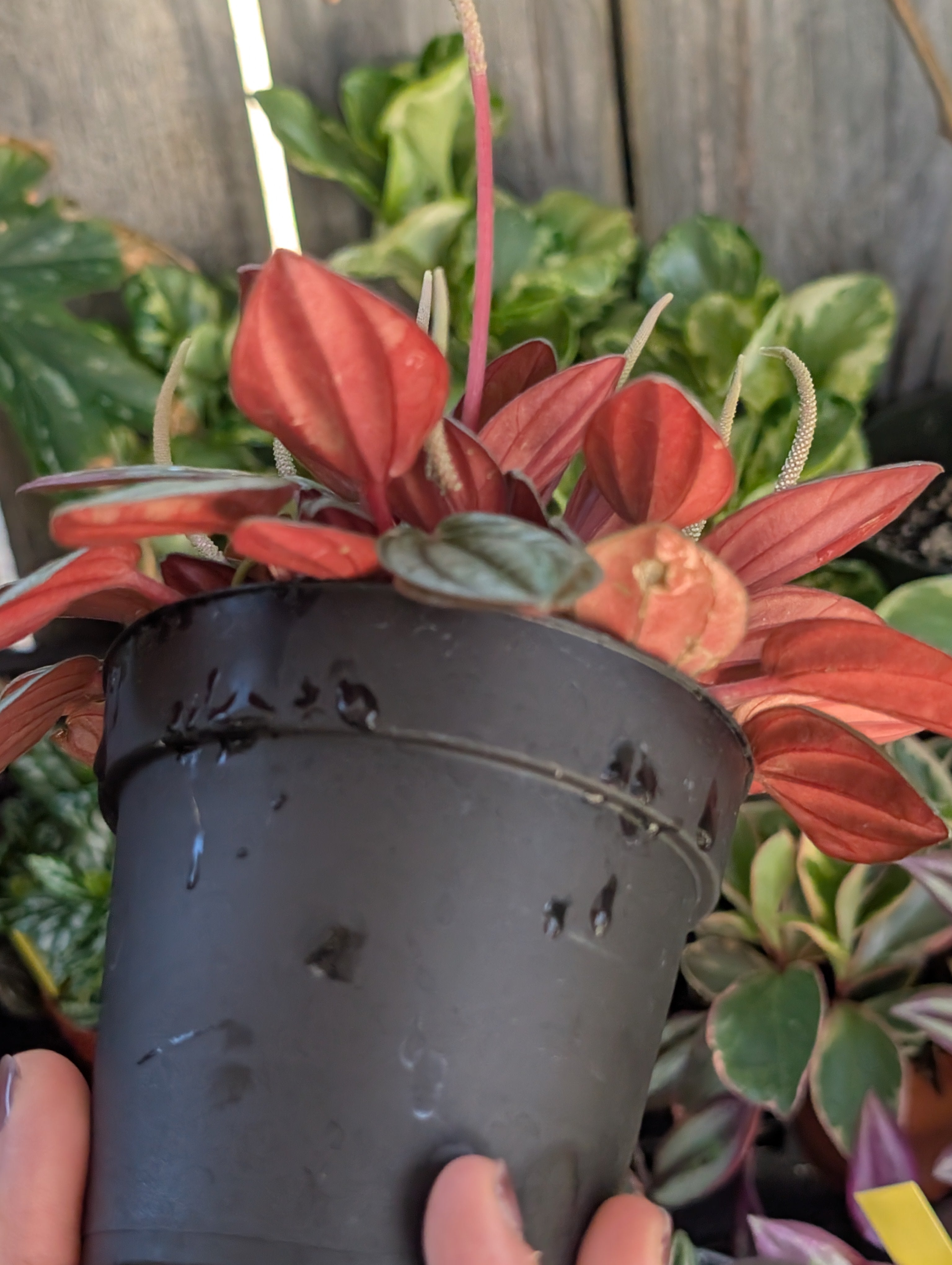 Peperomia 'san marino' image 6