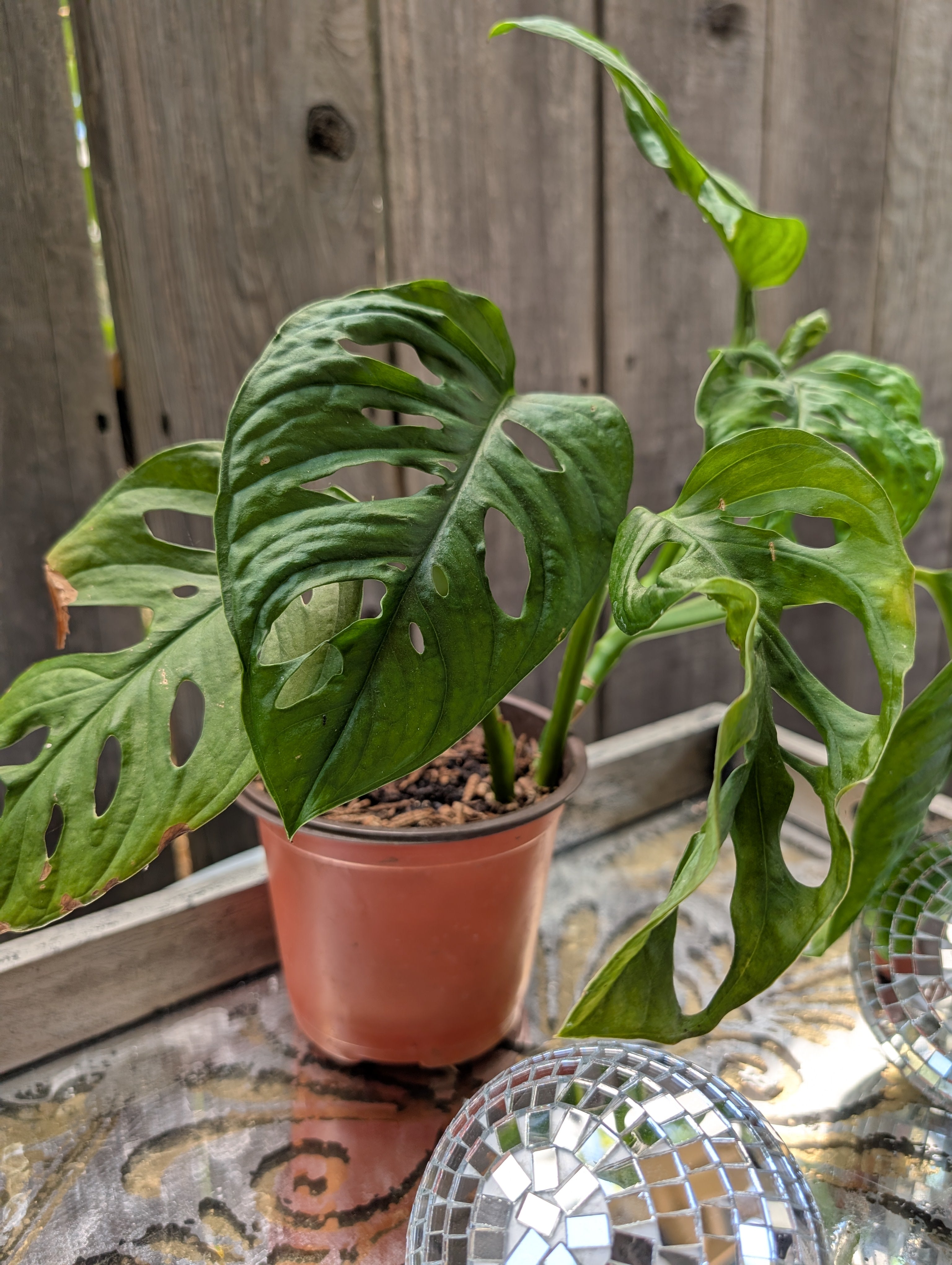 Monstera adansonii image 1