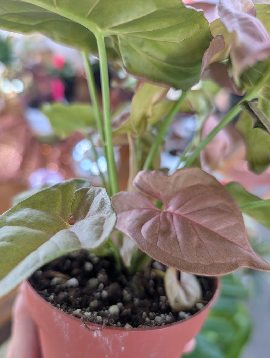 Pink Syngonium image 6