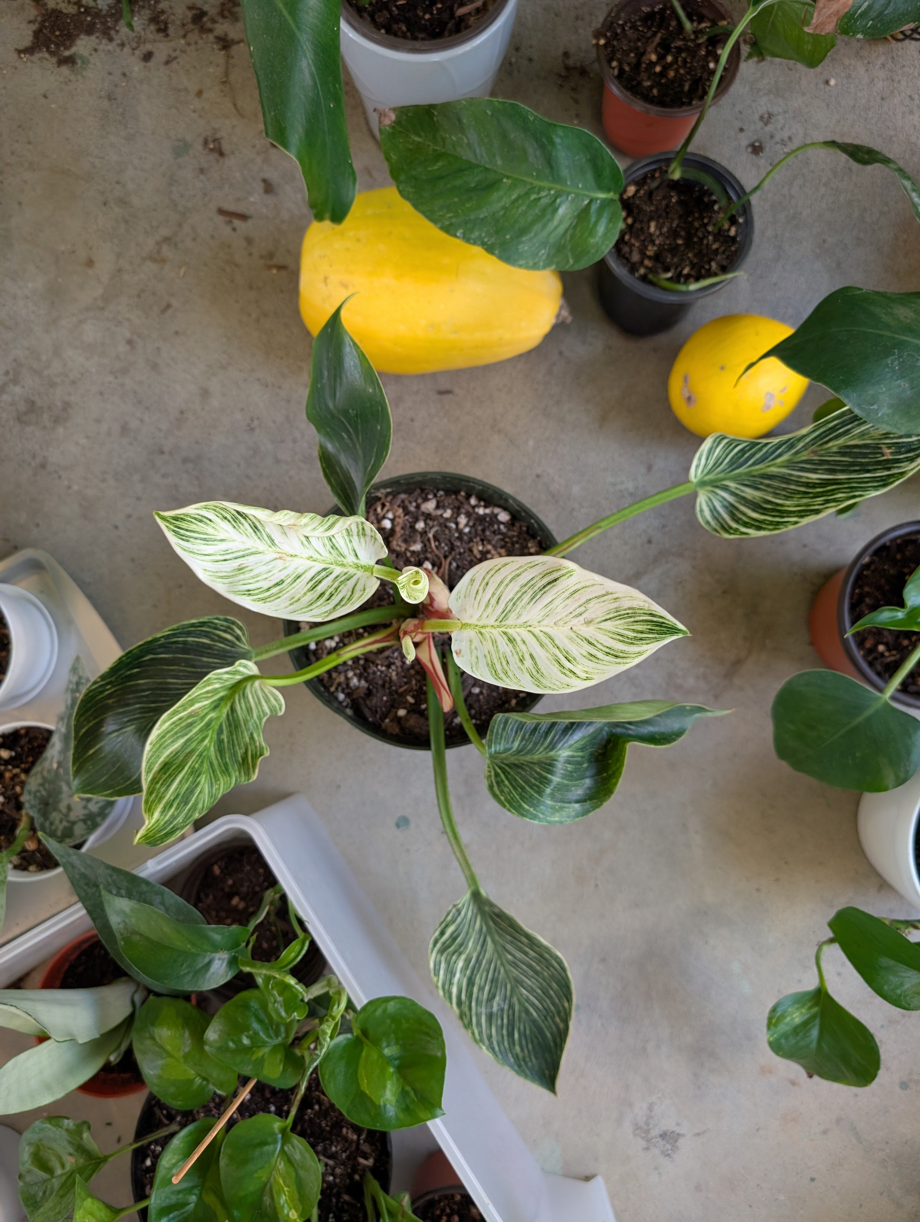 Philodendron 'birkin' image 4