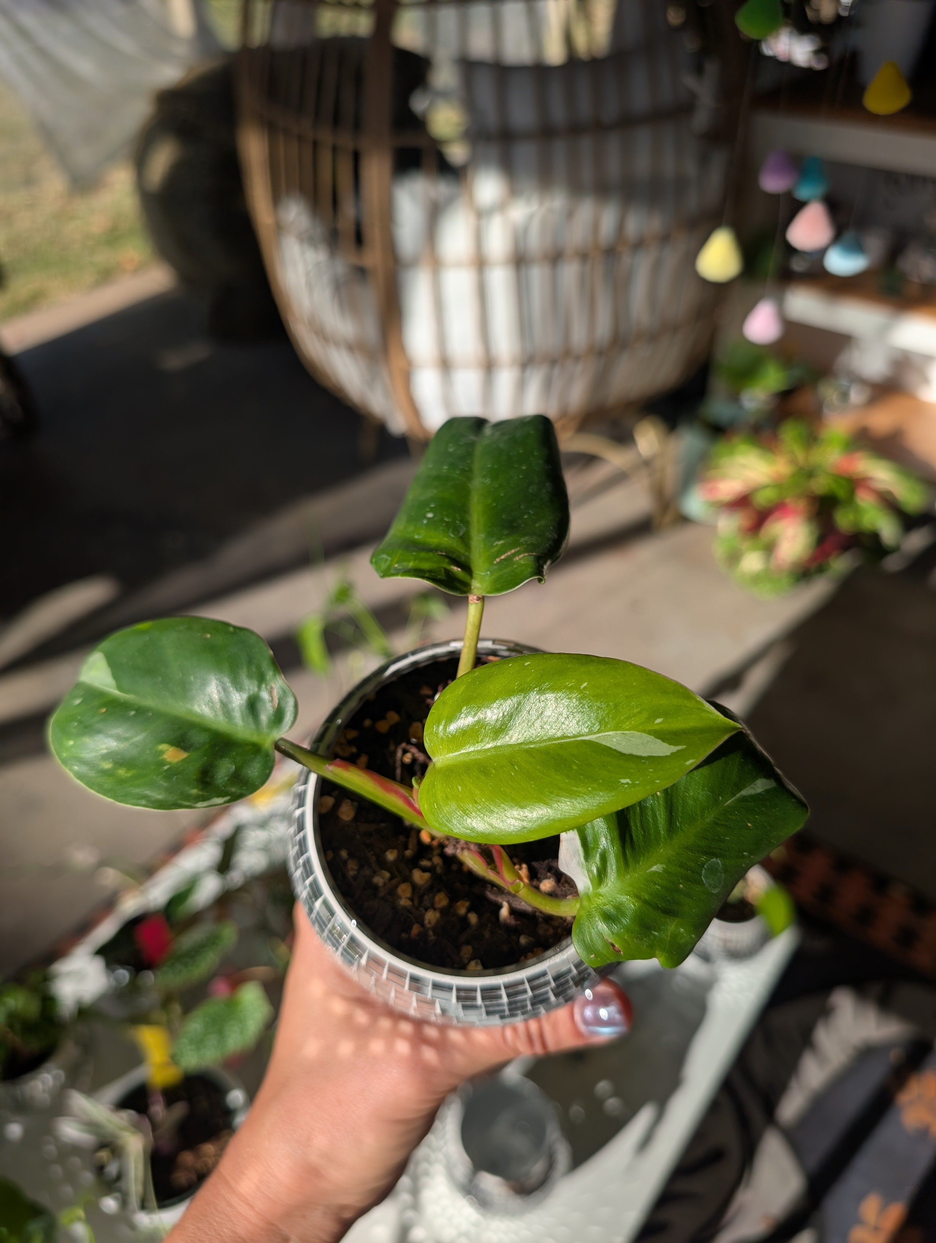 Philodendron erubescens 'white princess' in 4" Disco mirrored vase image 4