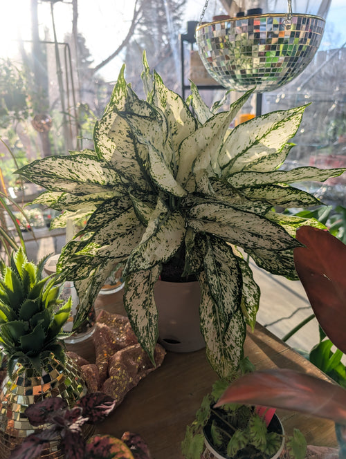 Aglaonema 'First Diamond' image 0