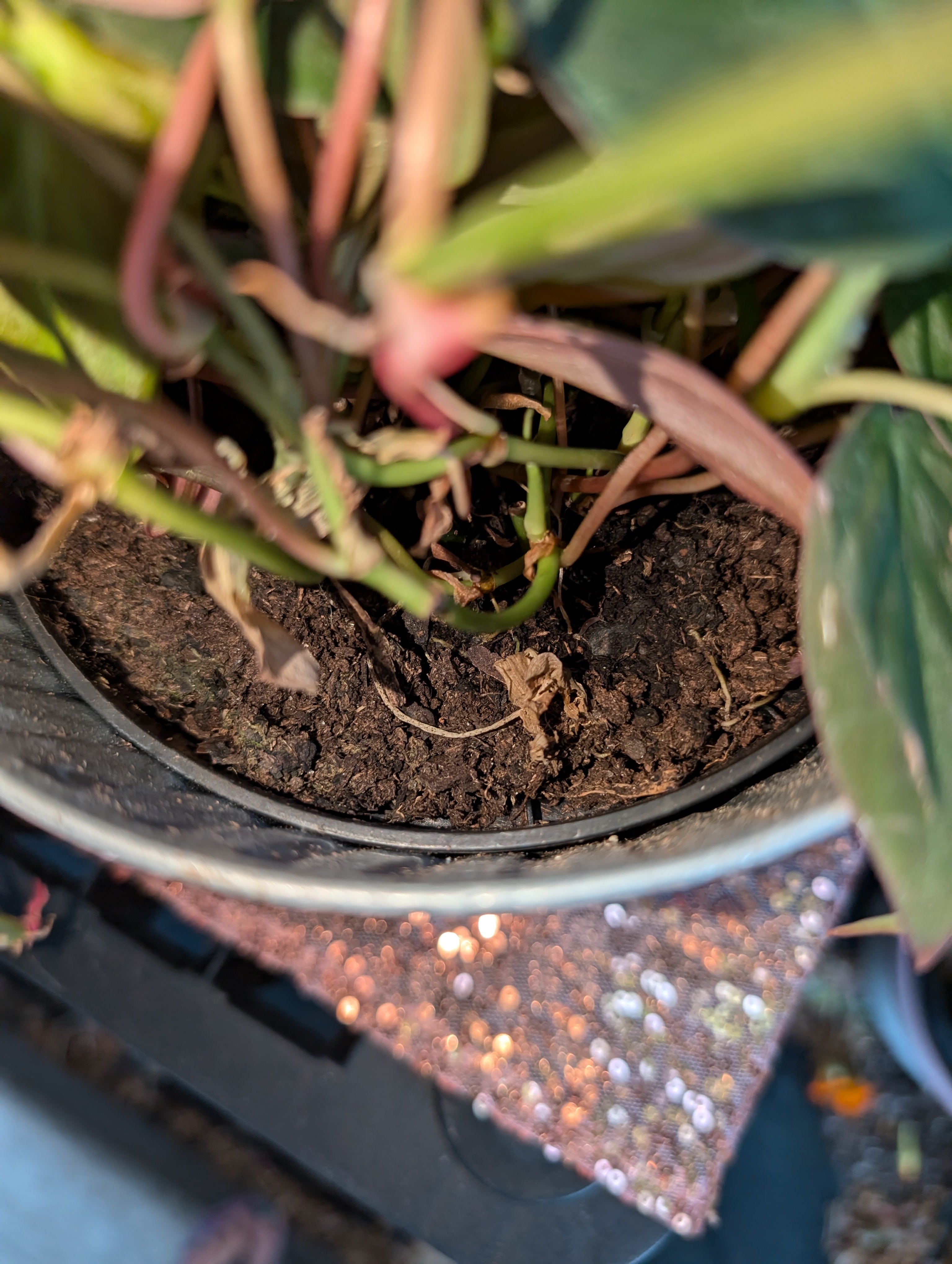 Philodendron hederaceum micans image 3